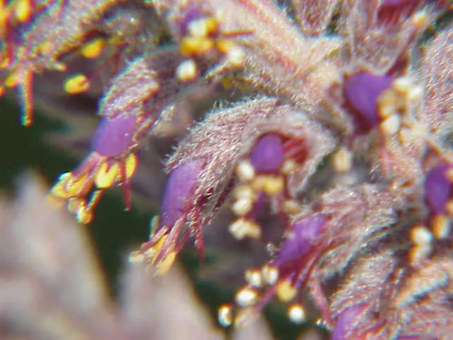 Lead Plant (Amorpha Canescens) — iridescent purple flowers with golden-orange anthers that rise above the foliage; which can span anywhere from 8, image 65