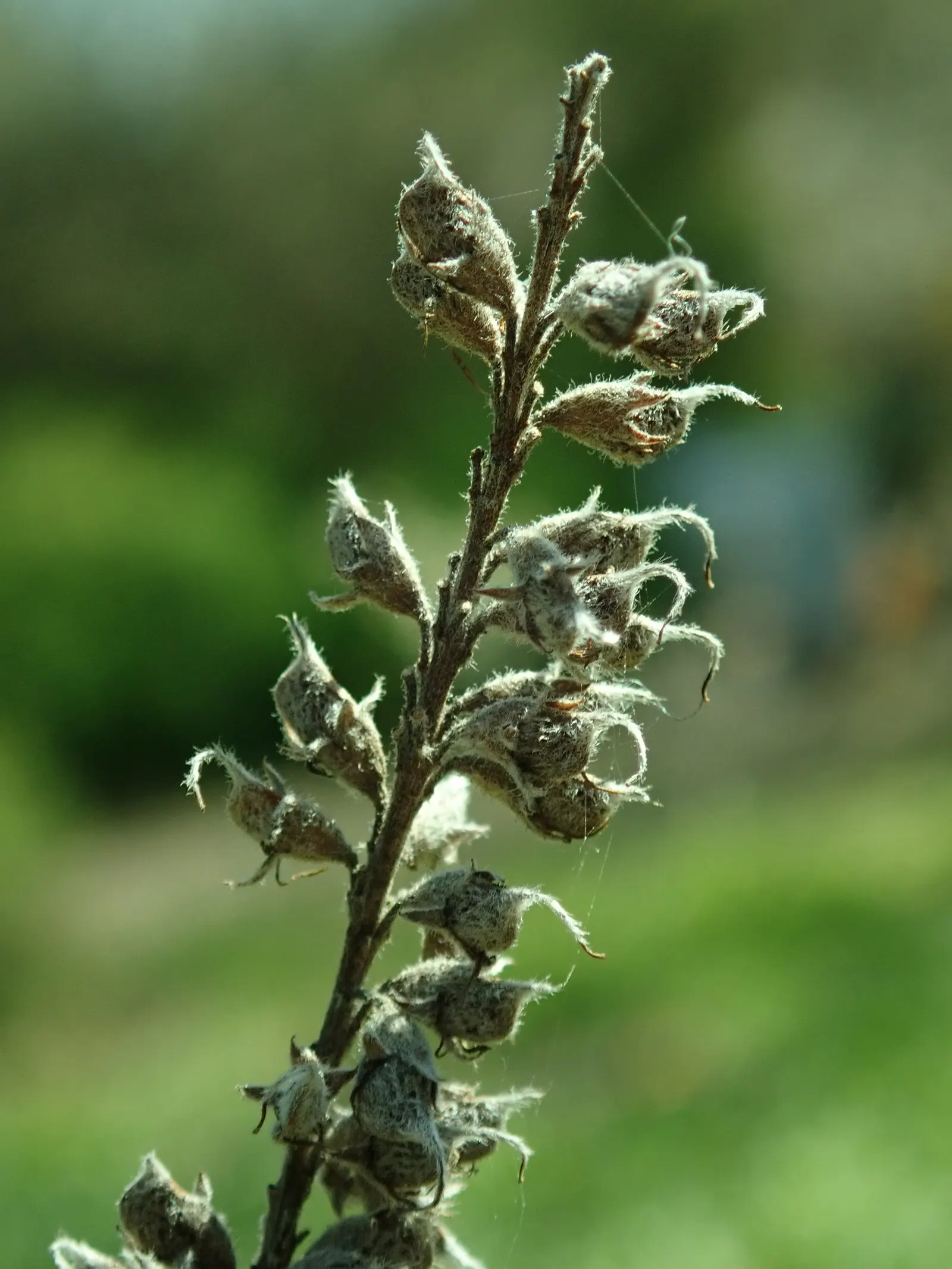 Lead Plant (Amorpha Canescens) — Adaptable to various soils, it's drought-tolerant and ideal for xeriscaping; making it an excellent choice for xeriscaping or