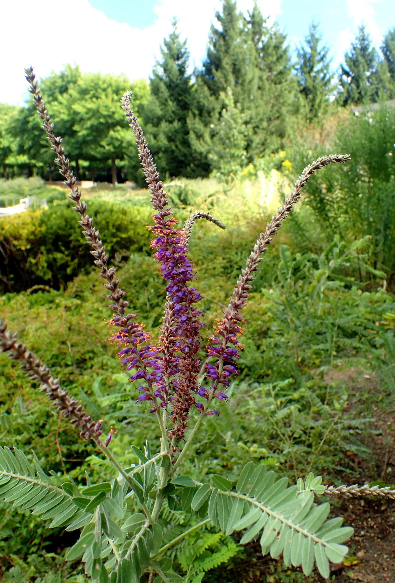 Lead Plant (Amorpha Canescens) — offering both ecological benefits and aesthetic charm; enhancing its survival capacity in various environments, image 59