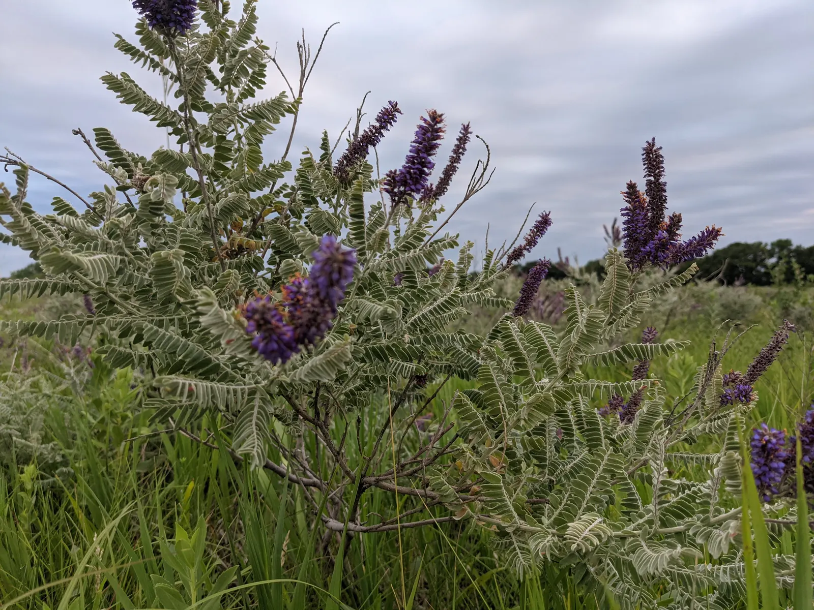 Lead Plant (Amorpha Canescens) — Its deep taproot allows it to access water in lower soil strata; shrub for full or half