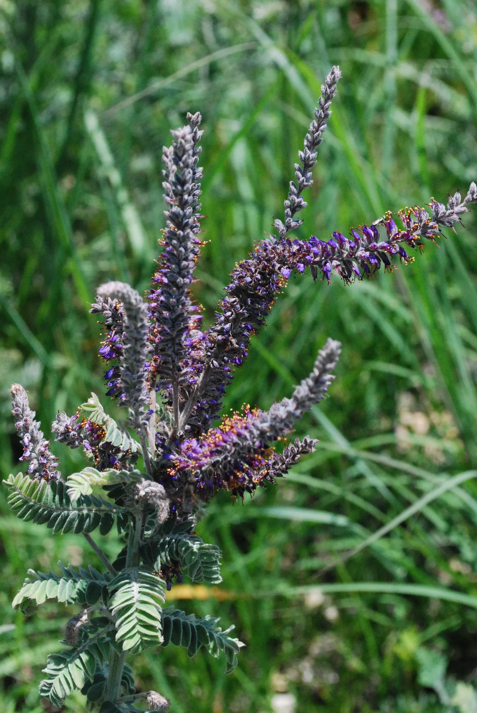 Lead Plant (Amorpha Canescens) — Amorpha canescens prefers full sun to partial shade and is tolerant of drought conditions once established; the Lead Plant