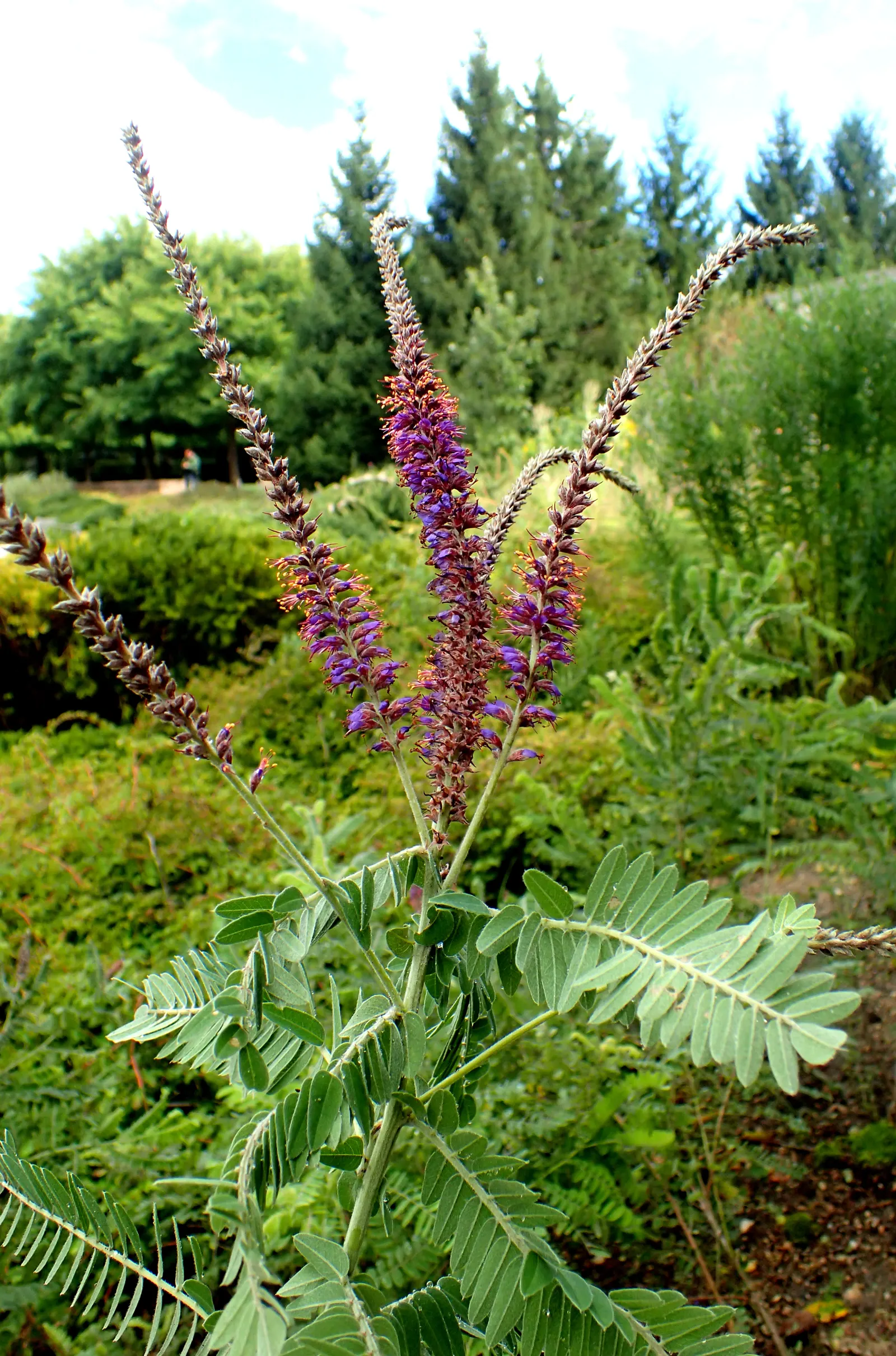 Lead Plant (Amorpha Canescens) — Adaptable to various soils, it's drought-tolerant and ideal for xeriscaping