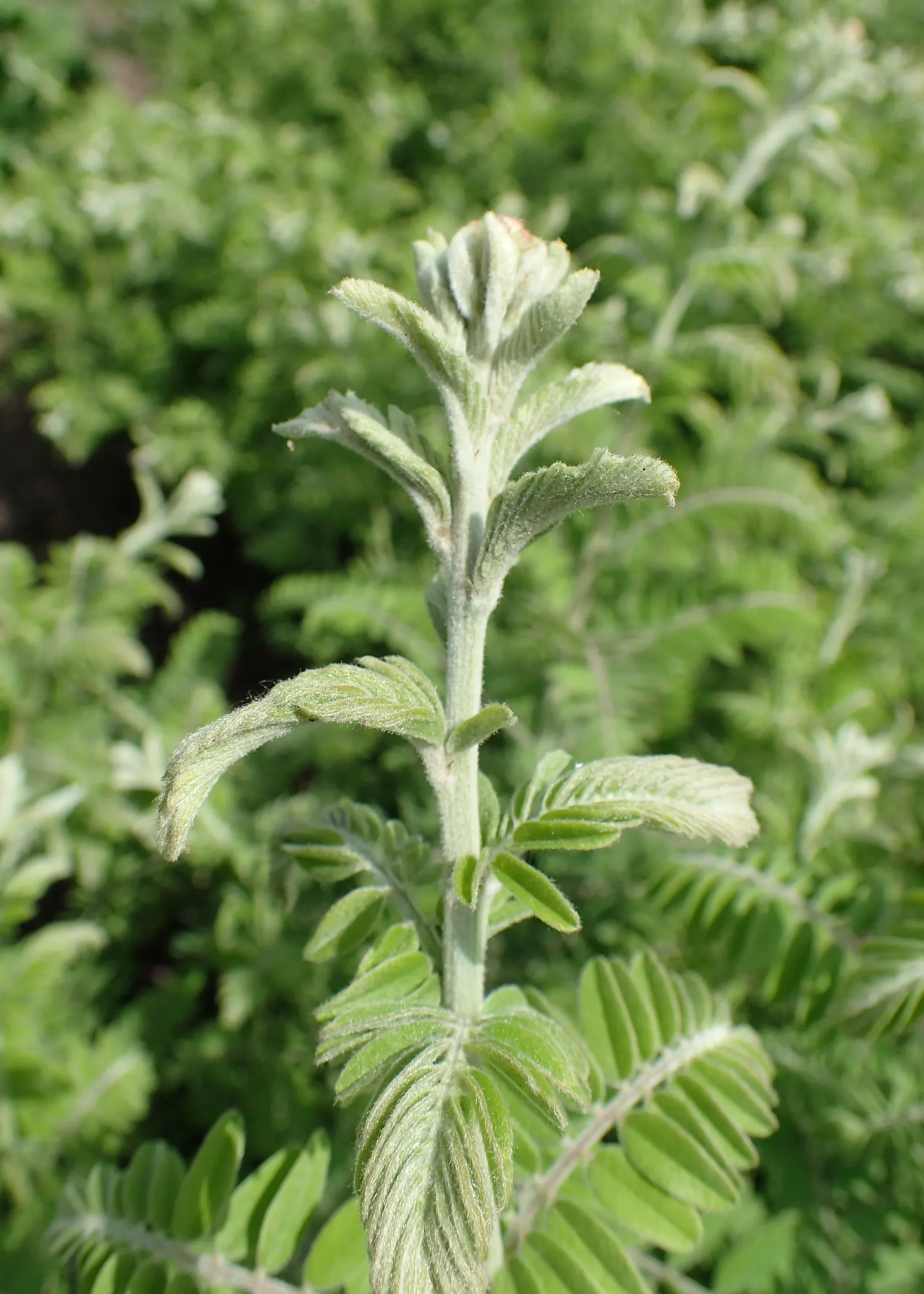Lead Plant (Amorpha Canescens) — creating a cloud of vibrant color that can attract pollinators such as bees and butterflies; amorpha canescens prefers full