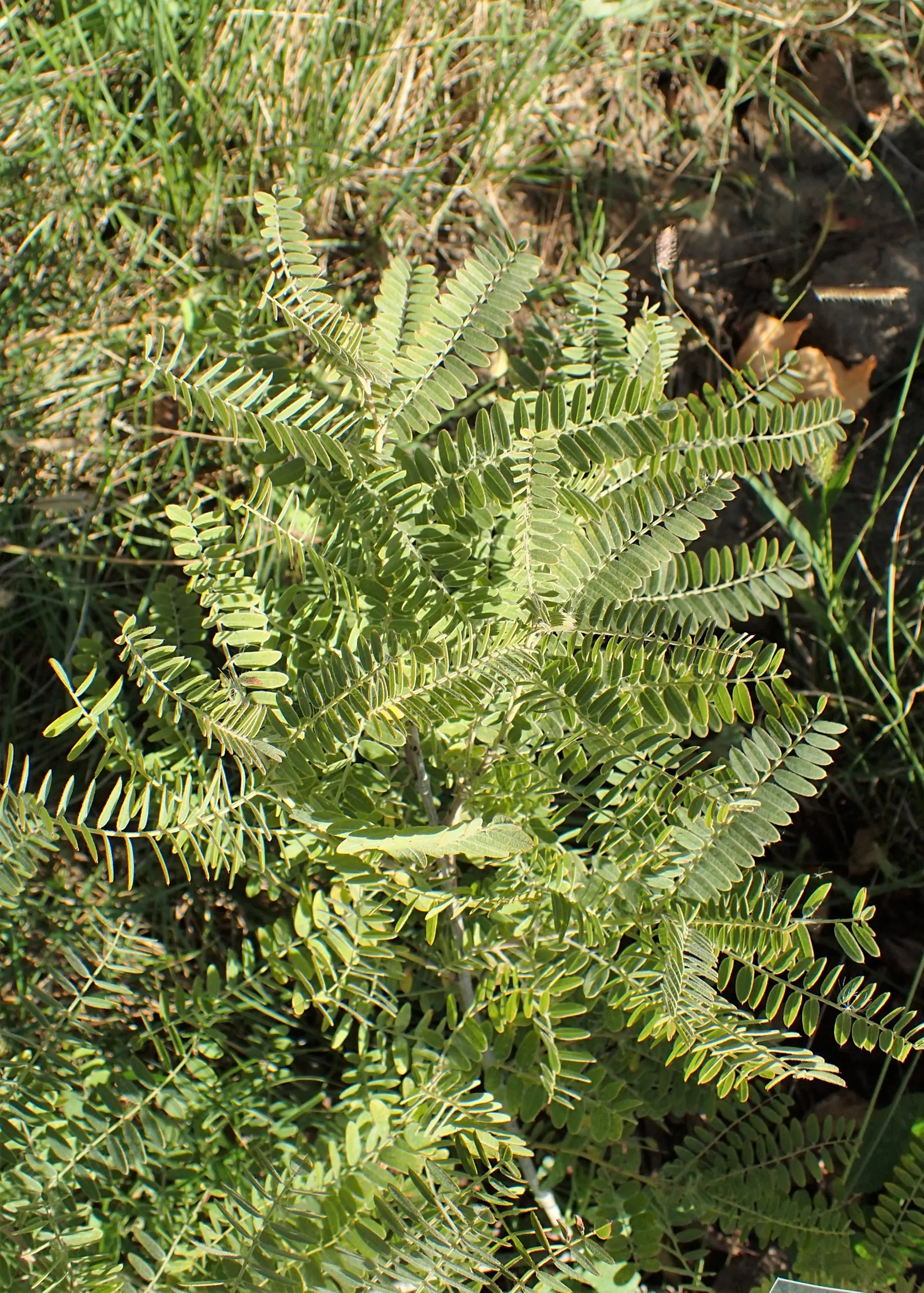 Lead Plant (Amorpha Canescens) — enhancing its survival capacity in various environments