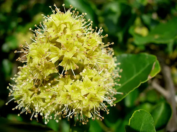 Lead Plant (Amorpha Canescens) — scientifically known as Amorpha canescens