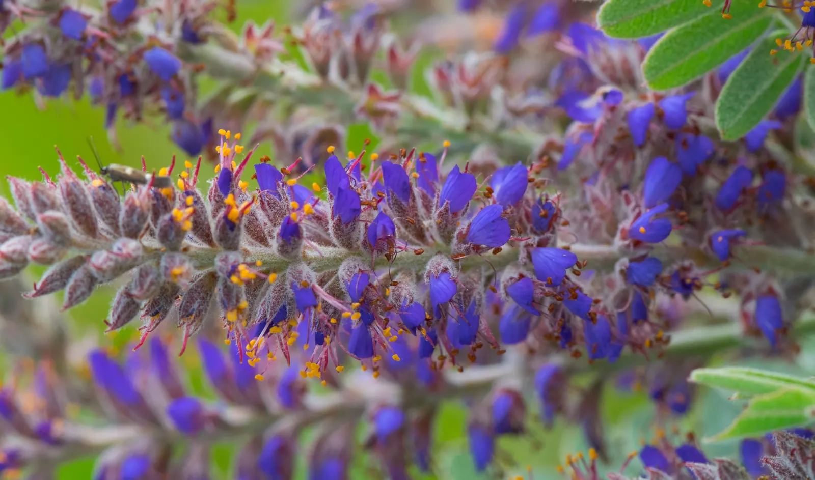 Lead Plant (Amorpha Canescens) — It boasts a striking silvery-gray foliage due to fine hairs covering its compound leaves; this hardy perennial, image 61