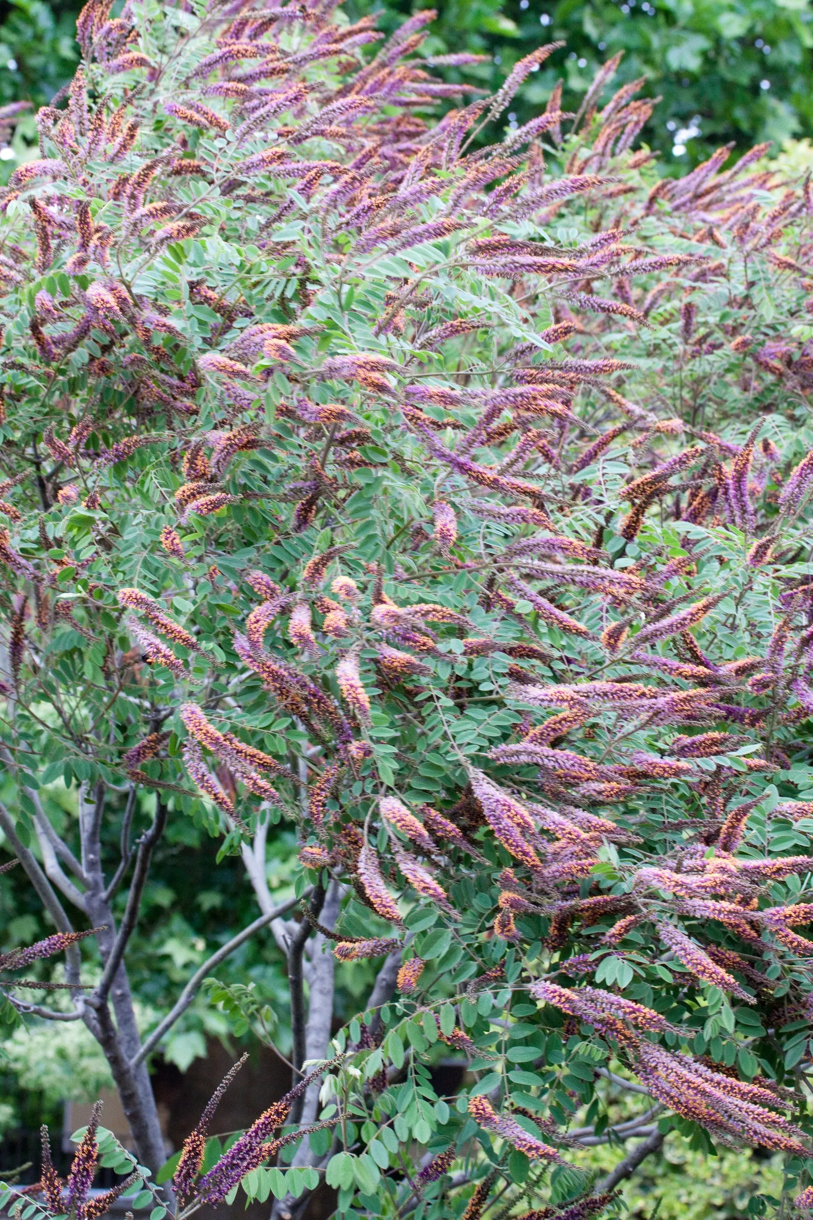 Lead Plant (Amorpha Canescens) — offering both ecological benefits and aesthetic charm