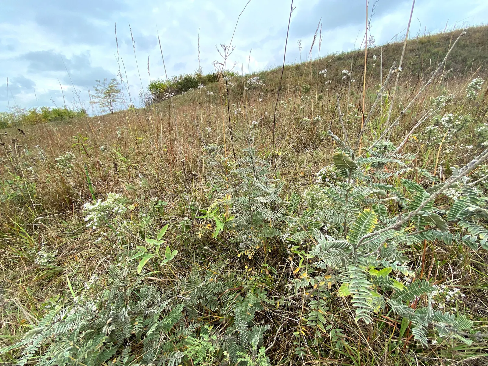 Lead Plant (Amorpha Canescens) — scientifically known as Amorpha canescens; is a captivating addition to any landscape design