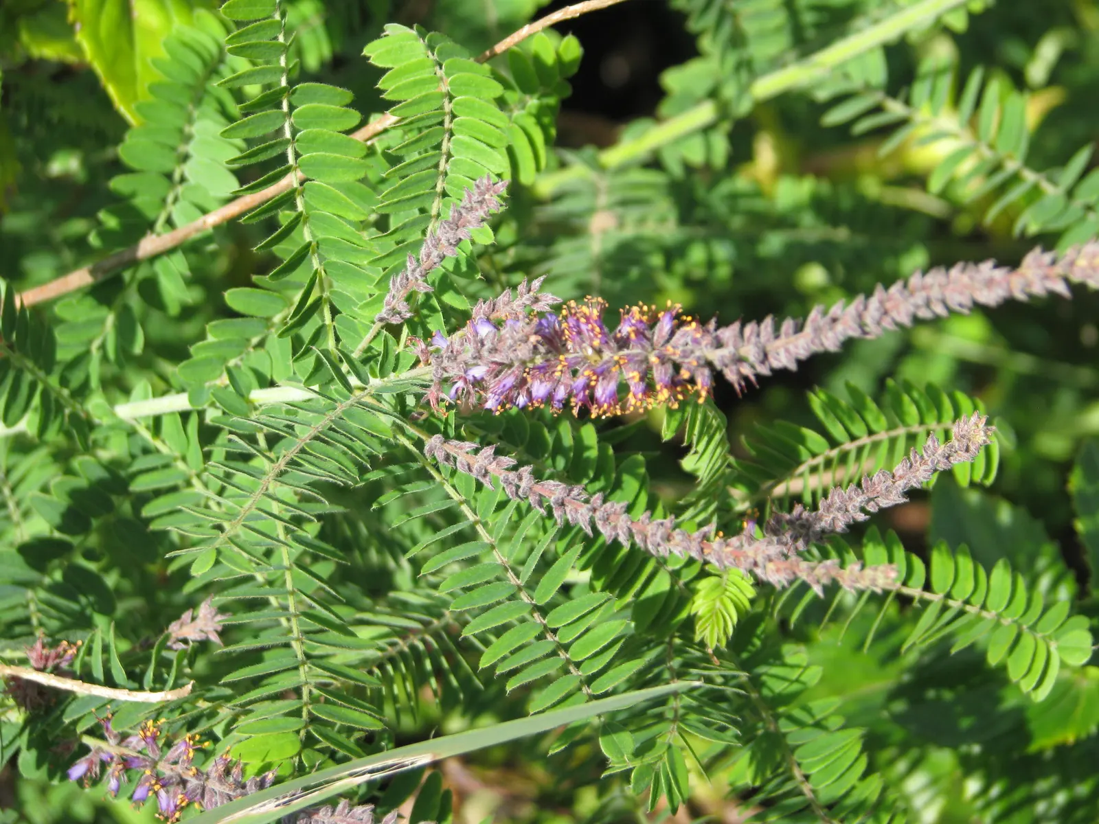 Lead Plant (Amorpha Canescens) — typically from June through August; incorporating the Lead Plant is an opportunity to introduce a low-maintenance, image 63