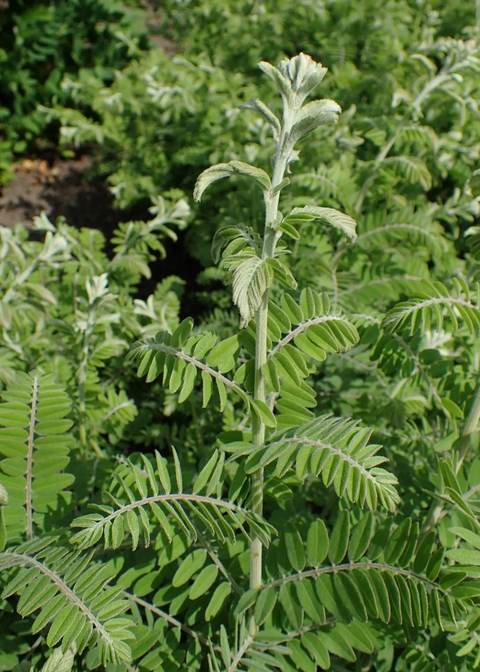 Lead Plant (Amorpha Canescens) — These flower spikes range from 4 to 8 inches long