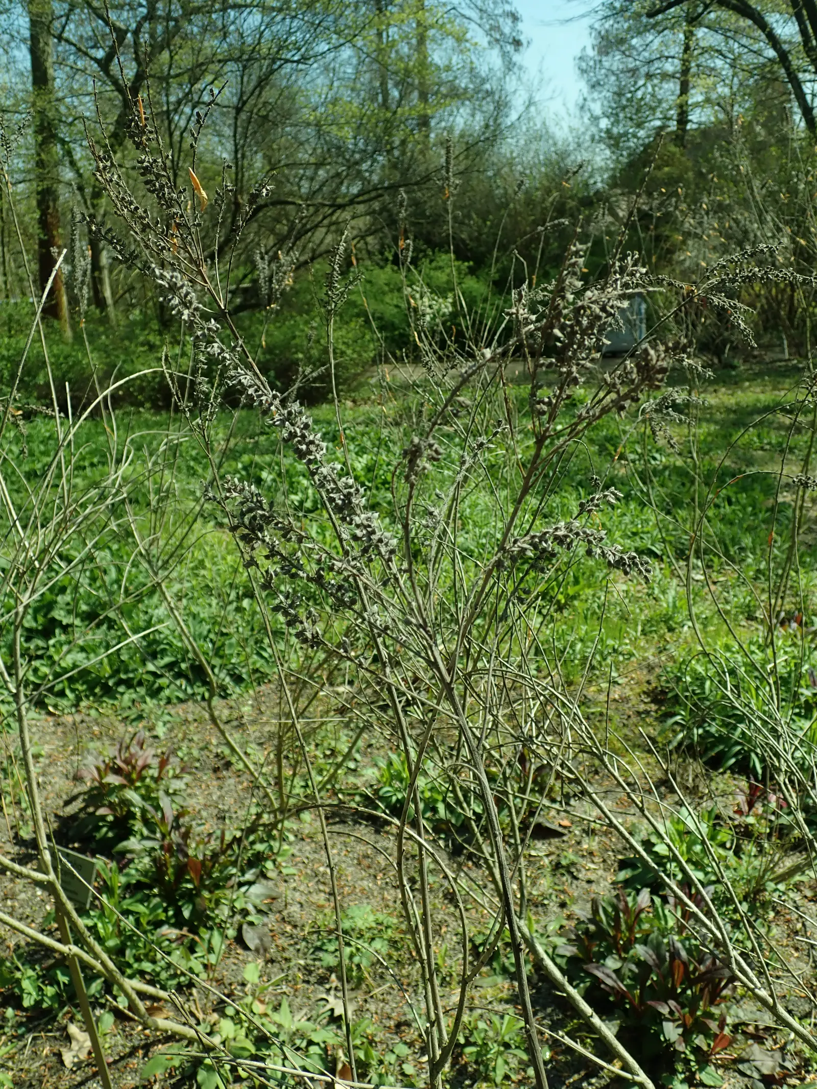 Lead Plant (Amorpha Canescens) — shrub with blue and gold and multi-colored and purple blooms; adding a vertical dimension to the plant's bushy