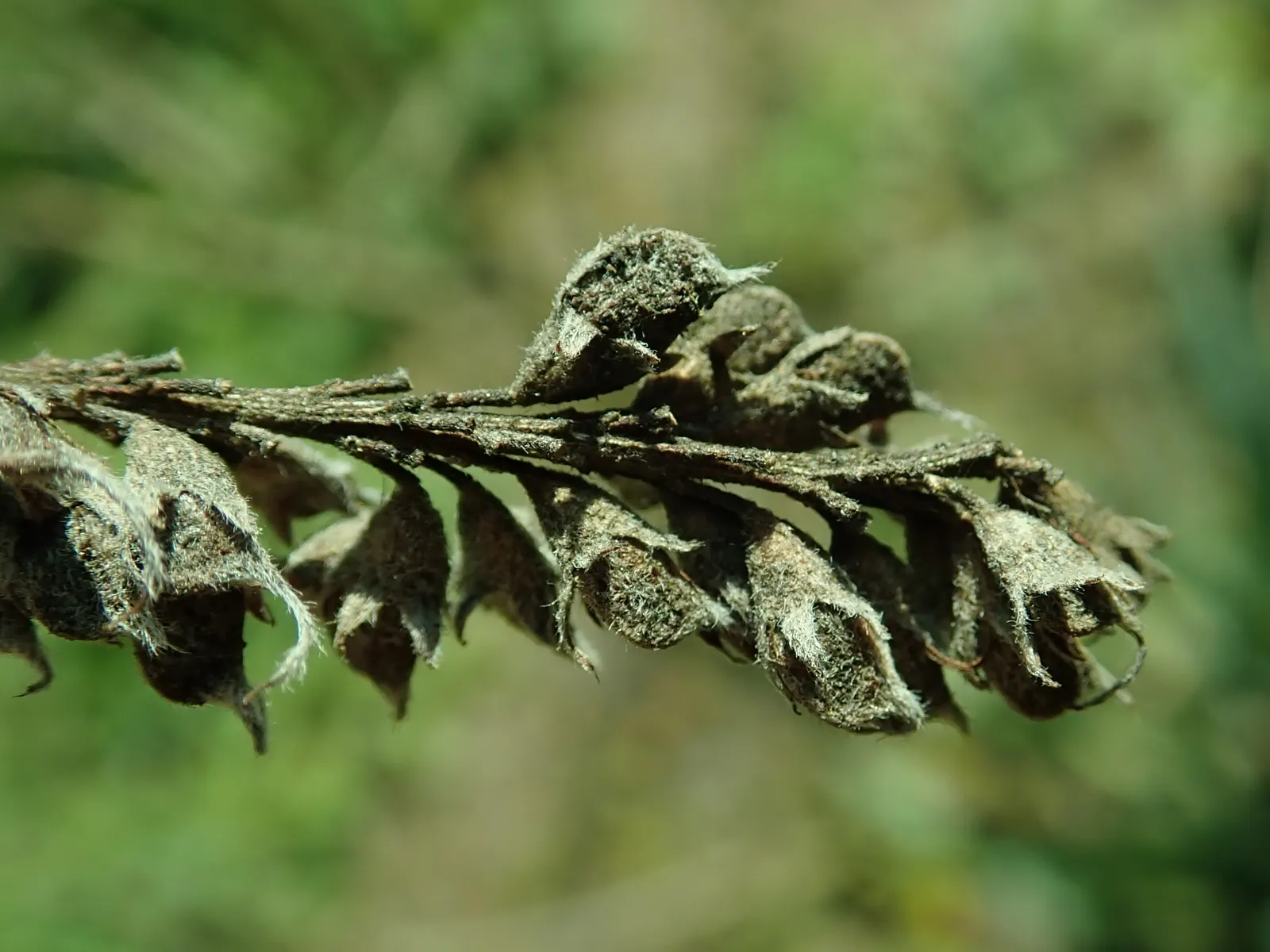 Lead Plant (Amorpha Canescens) — including rocky or sandy terrains.<br><br>For landscape designers