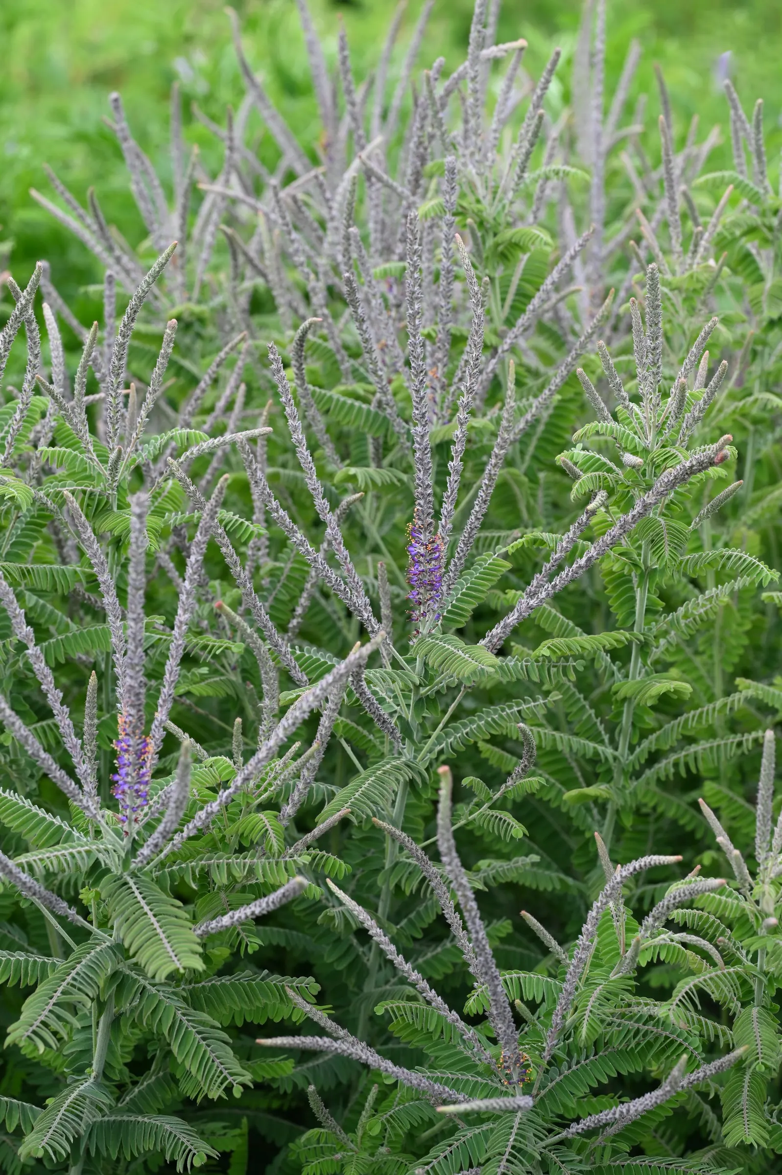 Lead Plant (Amorpha Canescens) — blue and gold and multi-colored and purple flowers in the garden