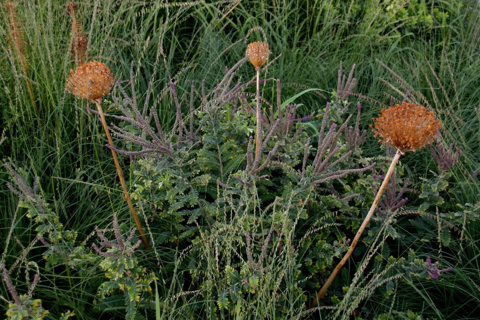 Lead Plant (Amorpha Canescens) — iridescent purple flowers with golden-orange anthers that rise above the foliage; which can span anywhere from 8 to 20 inches