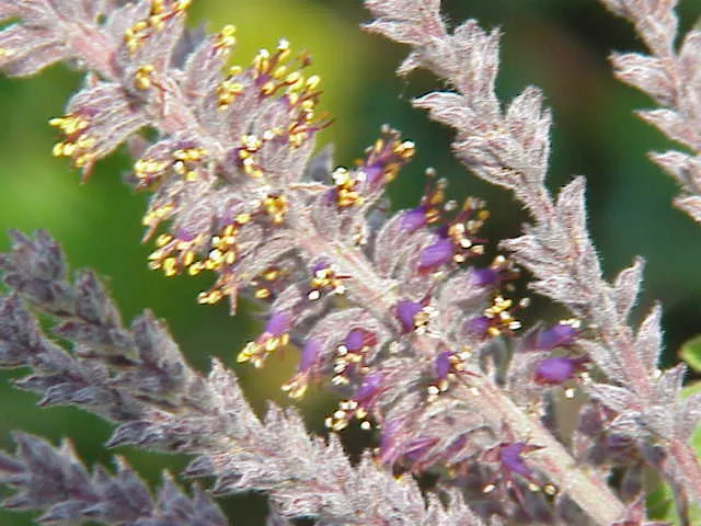Lead Plant (Amorpha Canescens) — Adaptable to various soils, it's drought-tolerant and ideal for xeriscaping; making it an excellent choice for, image 55