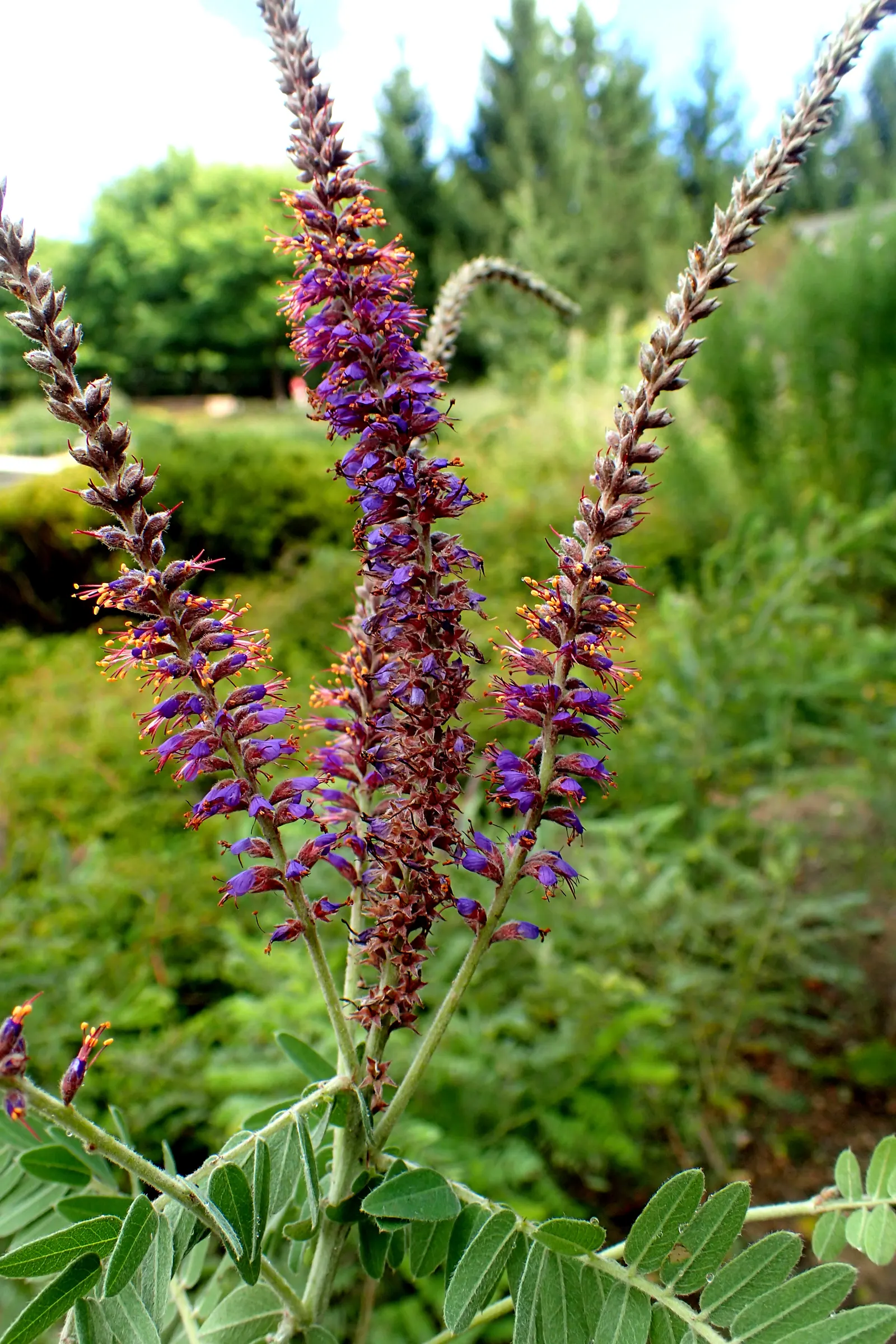 Lead Plant (Amorpha Canescens) — purple-blue flowers with orange anthers in late spring to early summer; typically from June through August, image 54