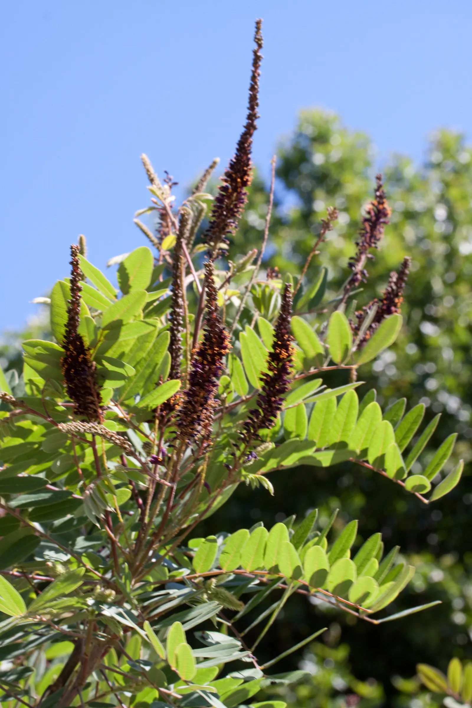 Lead Plant (Amorpha Canescens) — which can span anywhere from 8 to 20 inches in length.<br><br>In the summer months; these flower spikes range from 4 to 8