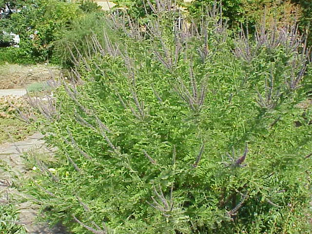Lead Plant (Amorpha Canescens) — This hardy perennial shrub reaches heights of 1 to 3 feet and spreads equally as wide; amorpha canescens, commonly known as