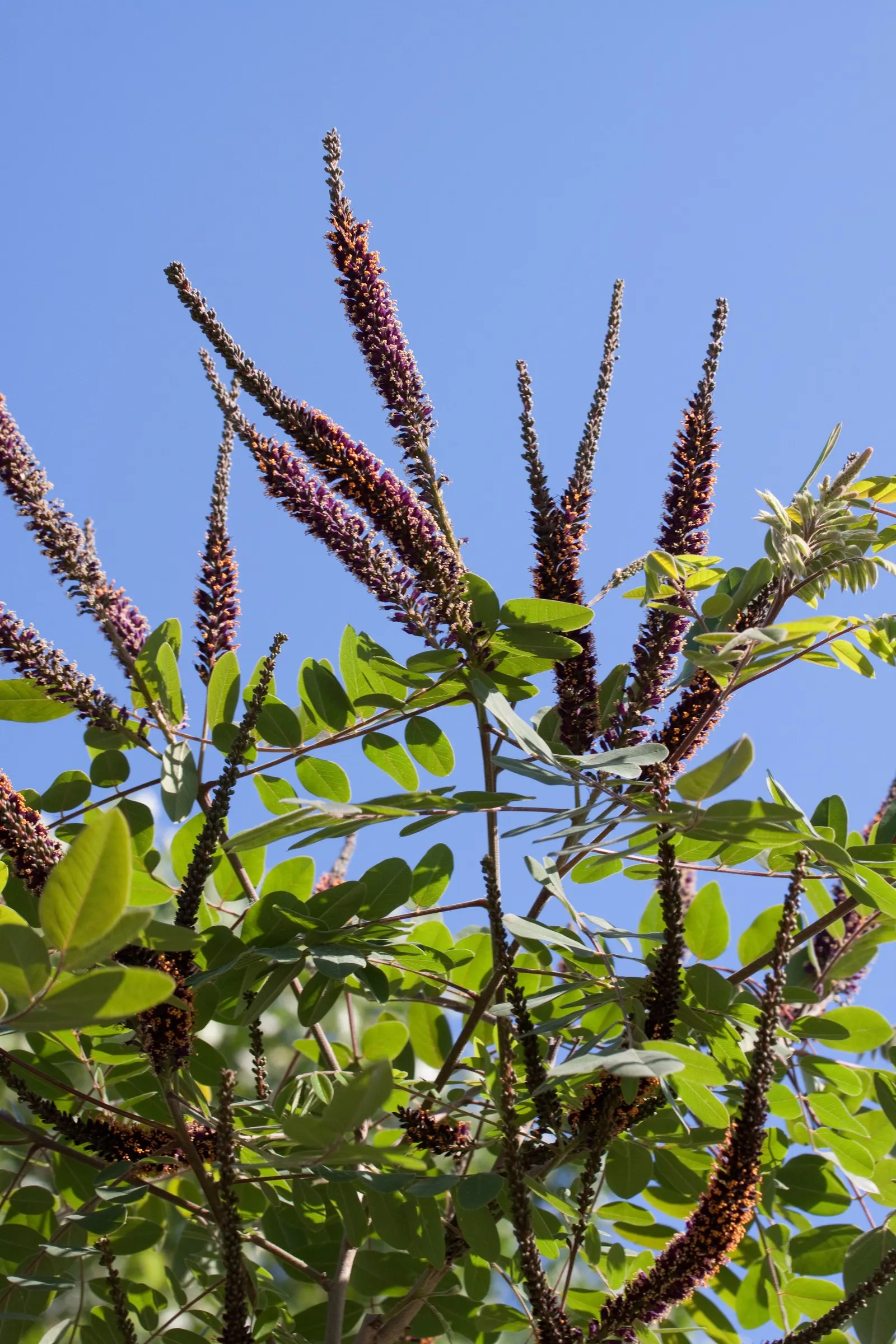 Lead Plant (Amorpha Canescens) — which can span anywhere from 8 to 20 inches in length.<br><br>In the summer months