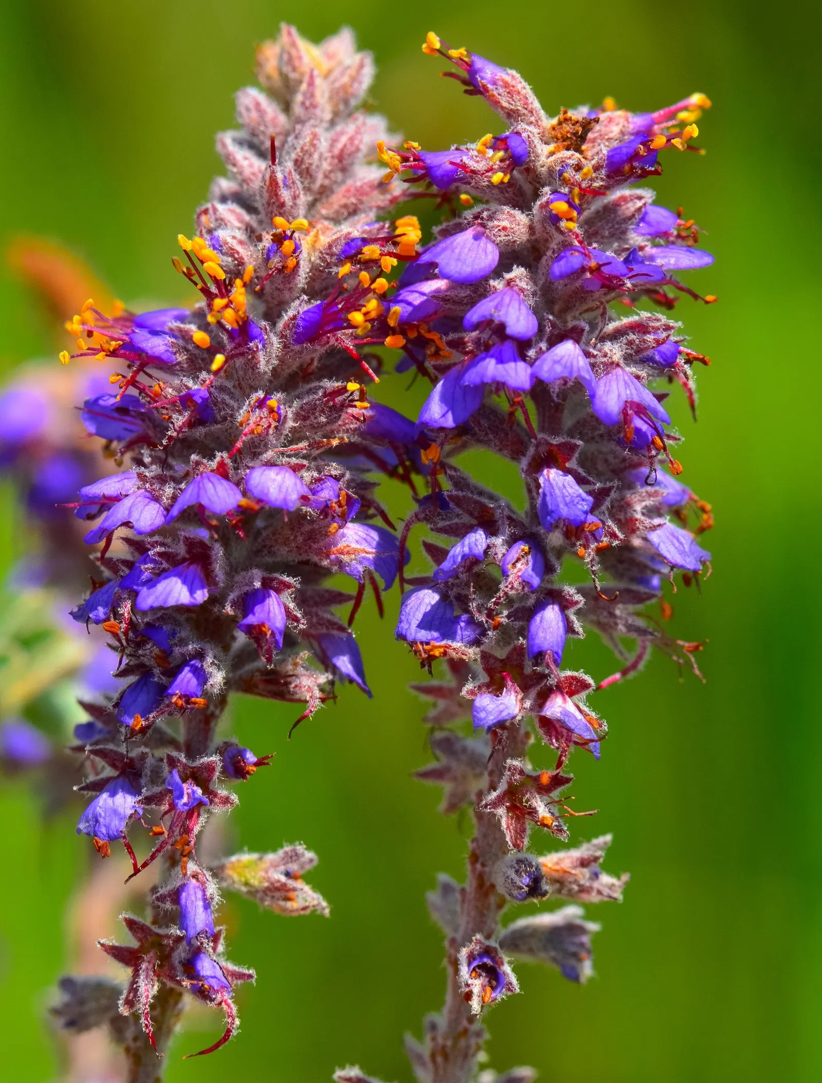 Lead Plant (Amorpha Canescens) — incorporating the Lead Plant is an opportunity to introduce a low-maintenance; including rocky or sandy terrains.<br><br>For