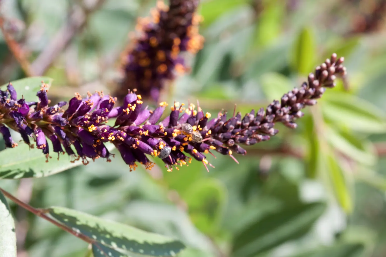 Lead Plant (Amorpha Canescens) — enhancing its survival capacity in various environments; offering both ecological benefits and aesthetic charm