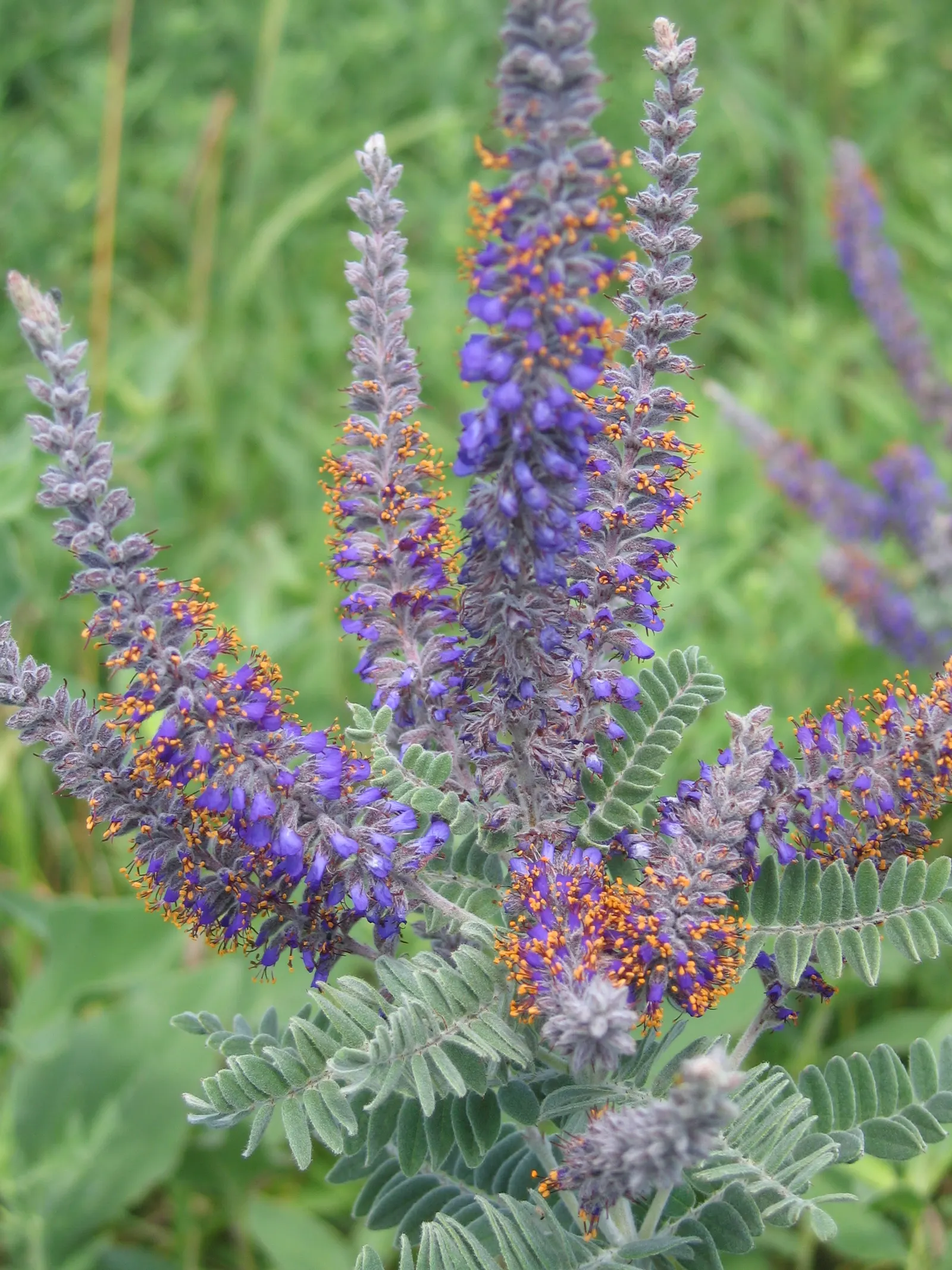 Lead Plant (Amorpha Canescens) — iridescent purple flowers with golden-orange anthers that rise above the foliage