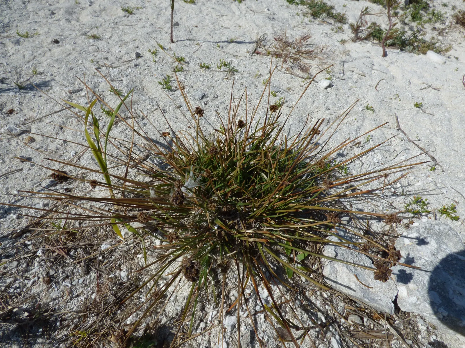Lead Plant (Amorpha Canescens) — Amorpha canescens, commonly known as Lead Plant, is a hardy, deciduous shrub native to North American prairies