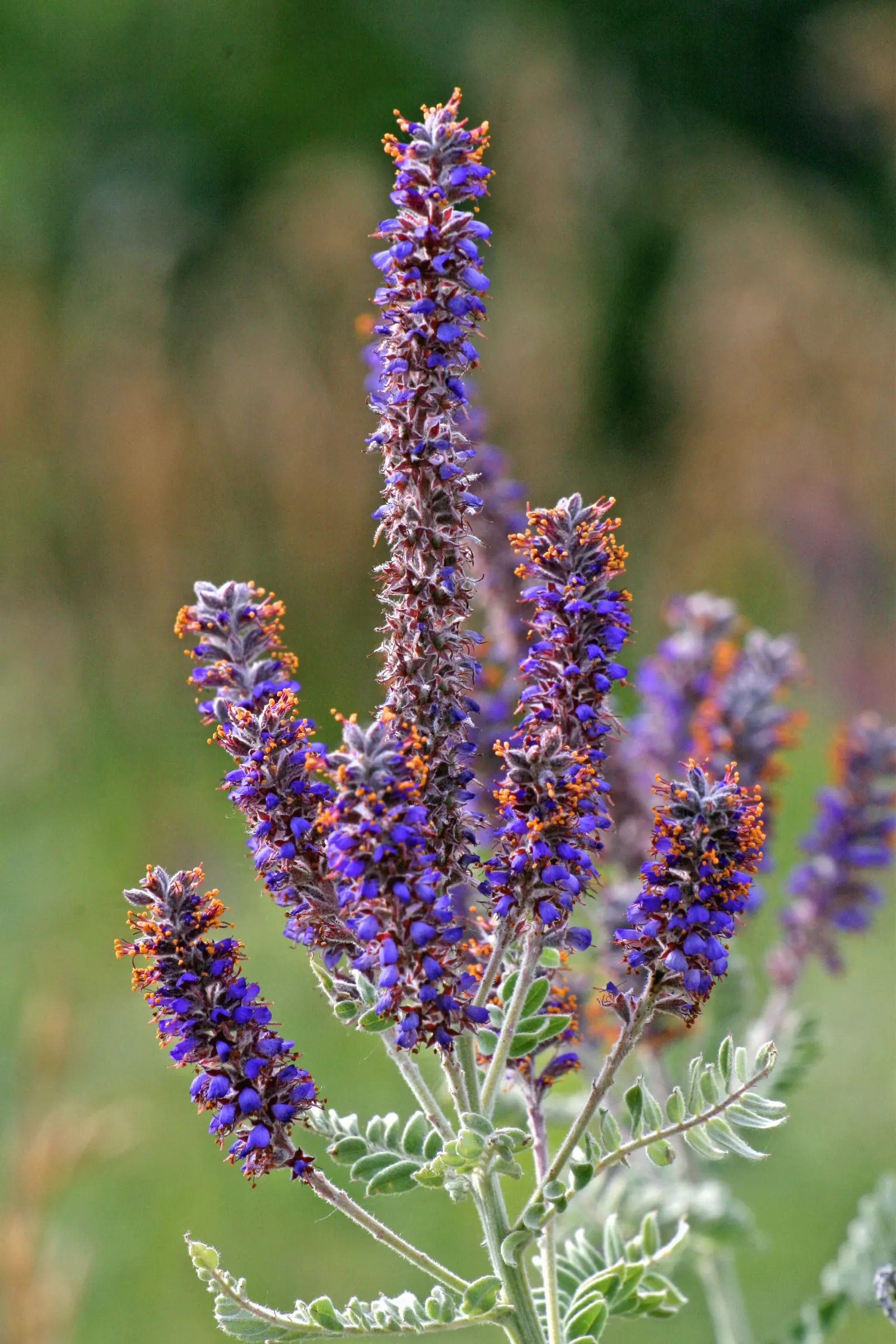 Lead Plant (Amorpha Canescens) — purple-blue flowers with orange anthers in late spring to early summer