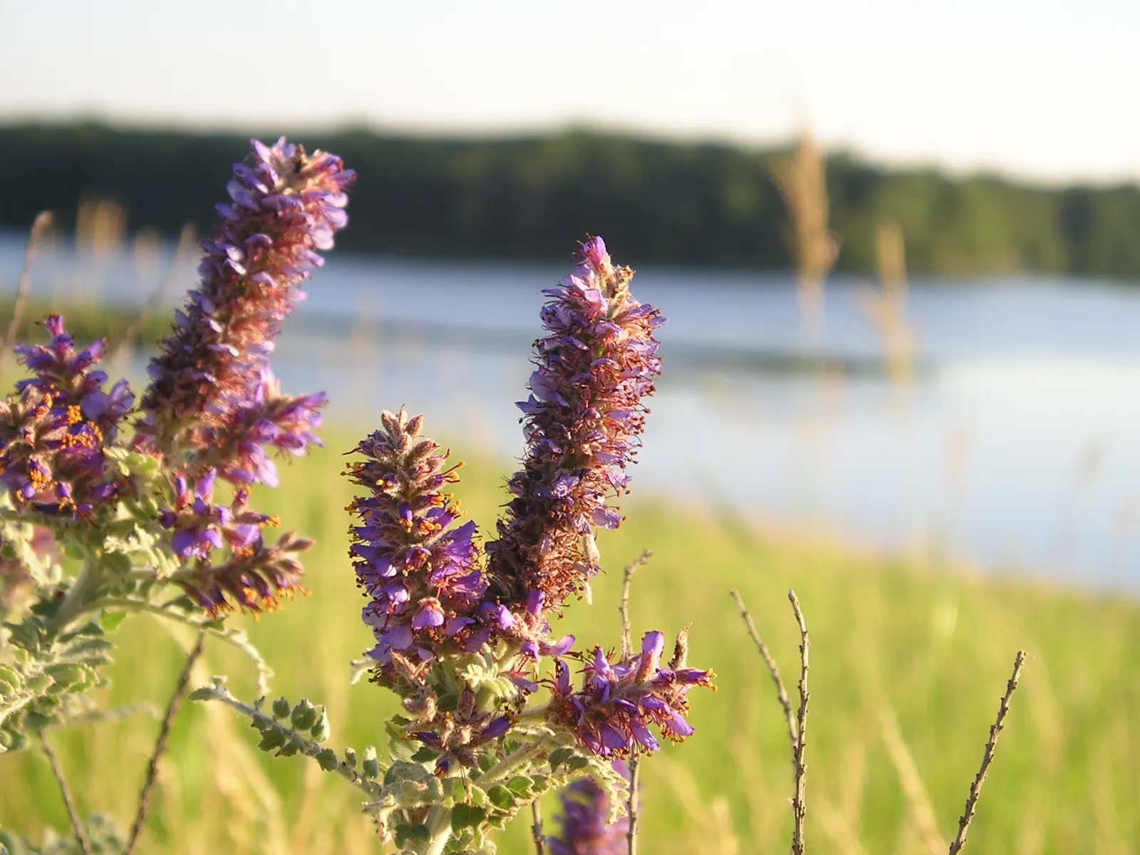 Lead Plant (Amorpha Canescens) — making it an excellent choice for xeriscaping or naturalized areas