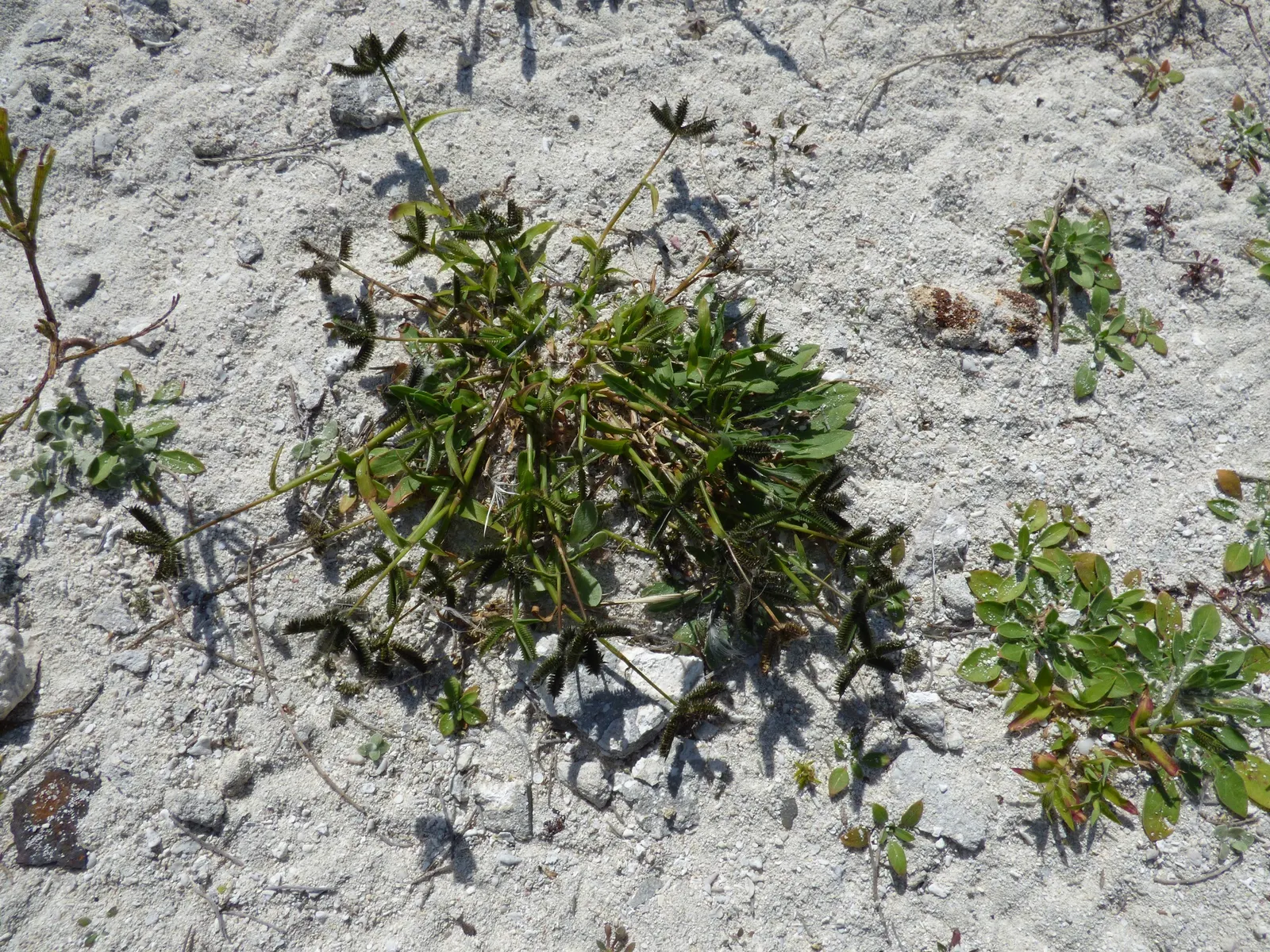 Lead Plant (Amorpha Canescens) — This hardy perennial shrub reaches heights of 1 to 3 feet and spreads equally as wide