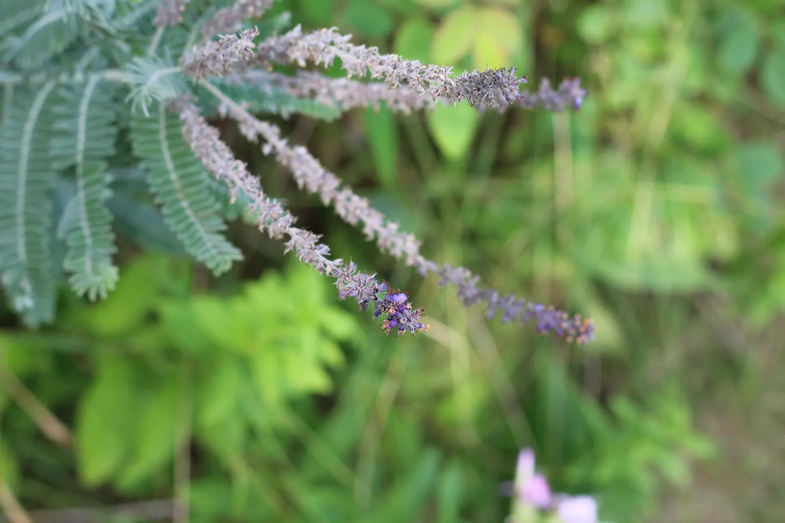 Lead Plant (Amorpha Canescens) — It boasts a striking silvery-gray foliage due to fine hairs covering its compound leaves