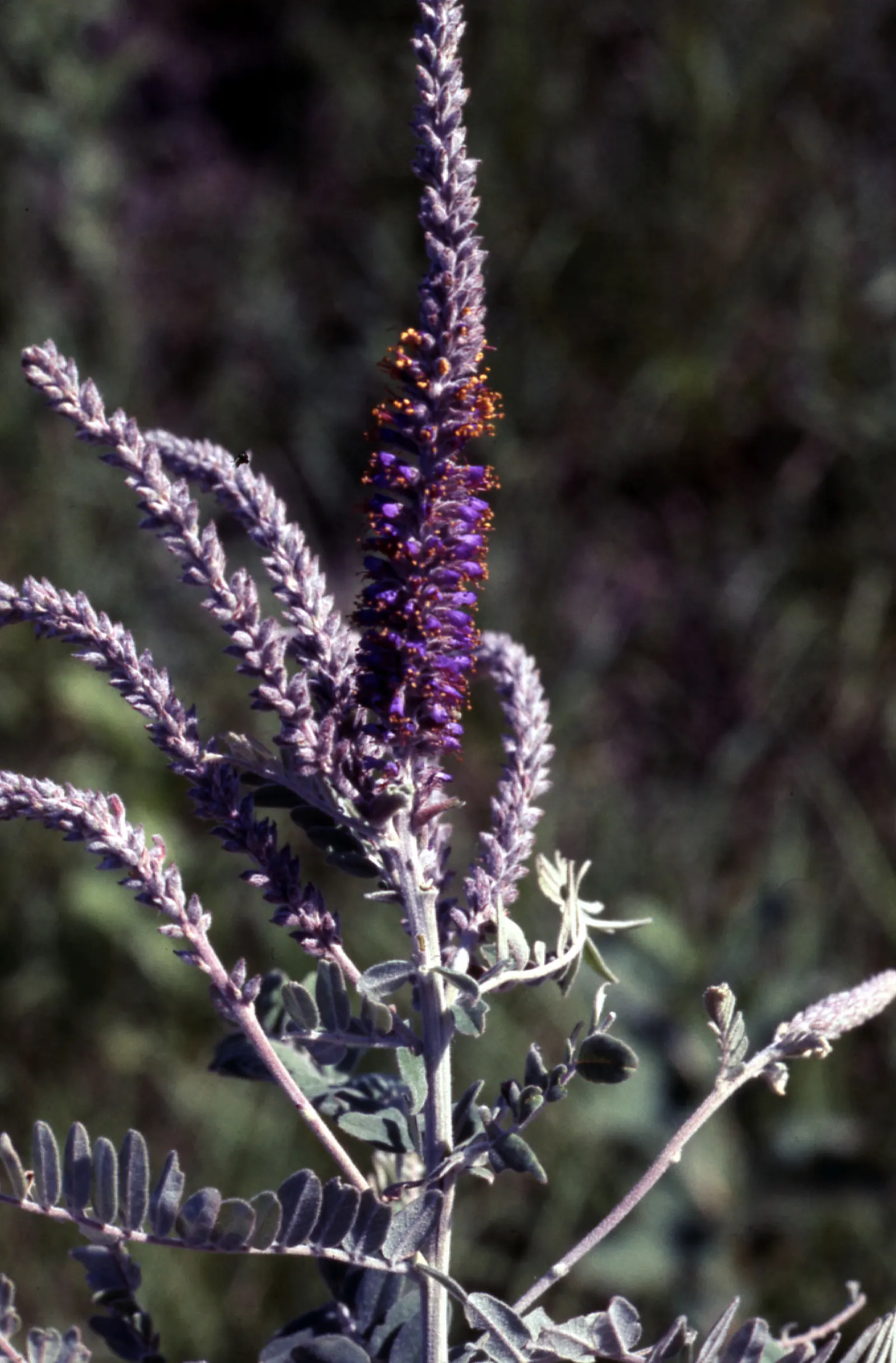 Lead Plant (Amorpha Canescens) — native North American species that offers seasonal interest and supports local wildlife; purple-blue flowers with orange