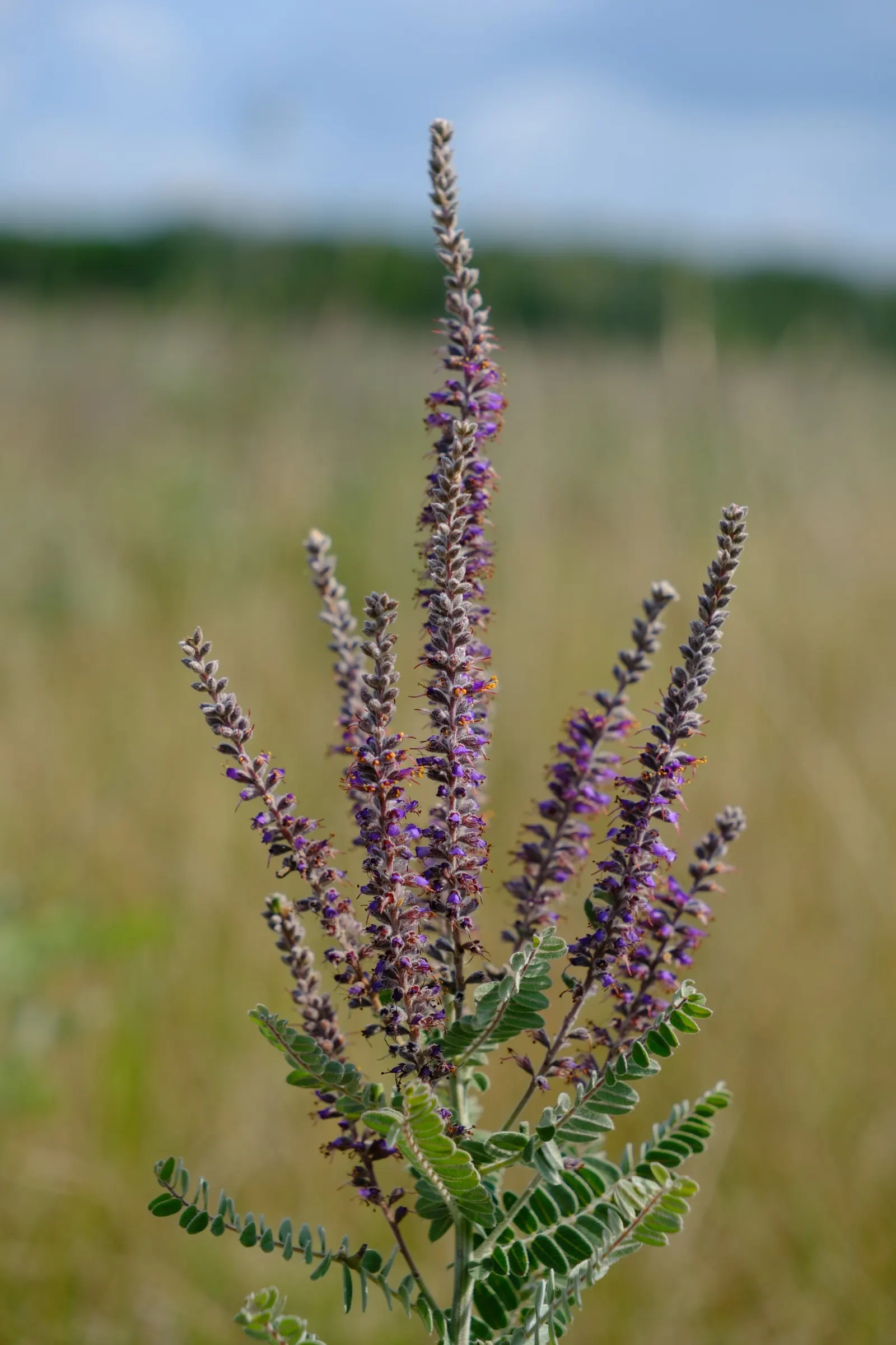Lead Plant (Amorpha Canescens) — the Lead Plant produces showy spikes of tiny; adaptable to various soils, it's drought-tolerant and ideal for, image 64