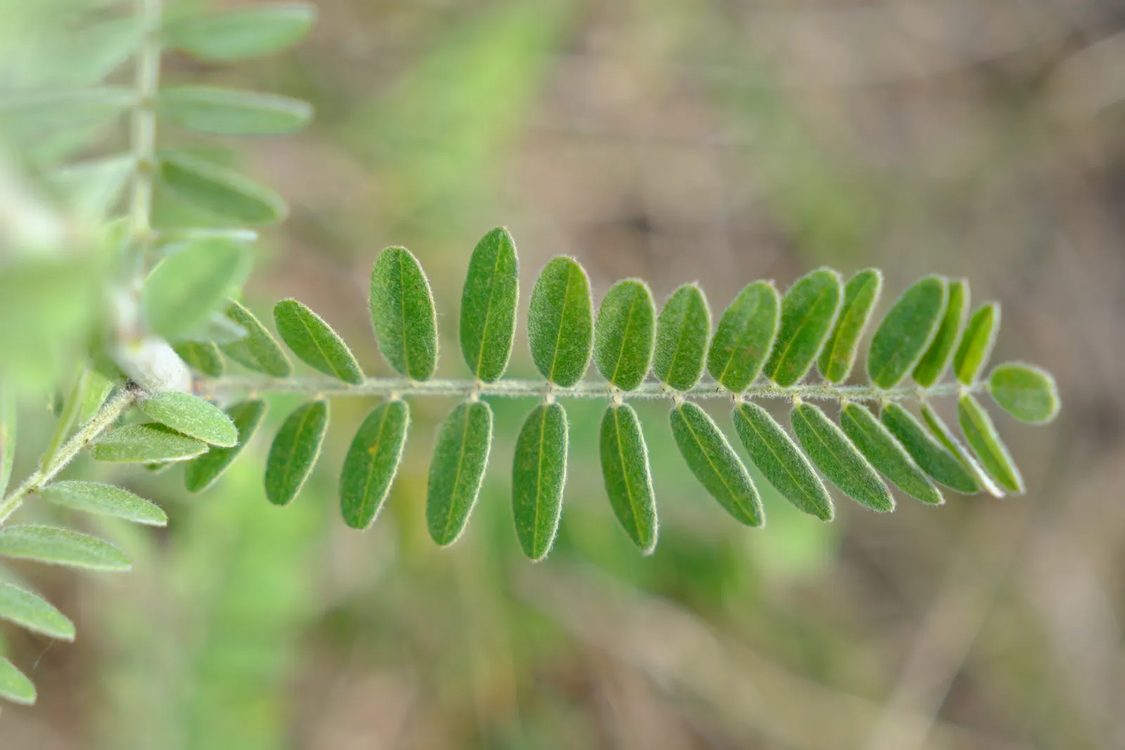 Lead Plant (Amorpha Canescens) — typically from June through August