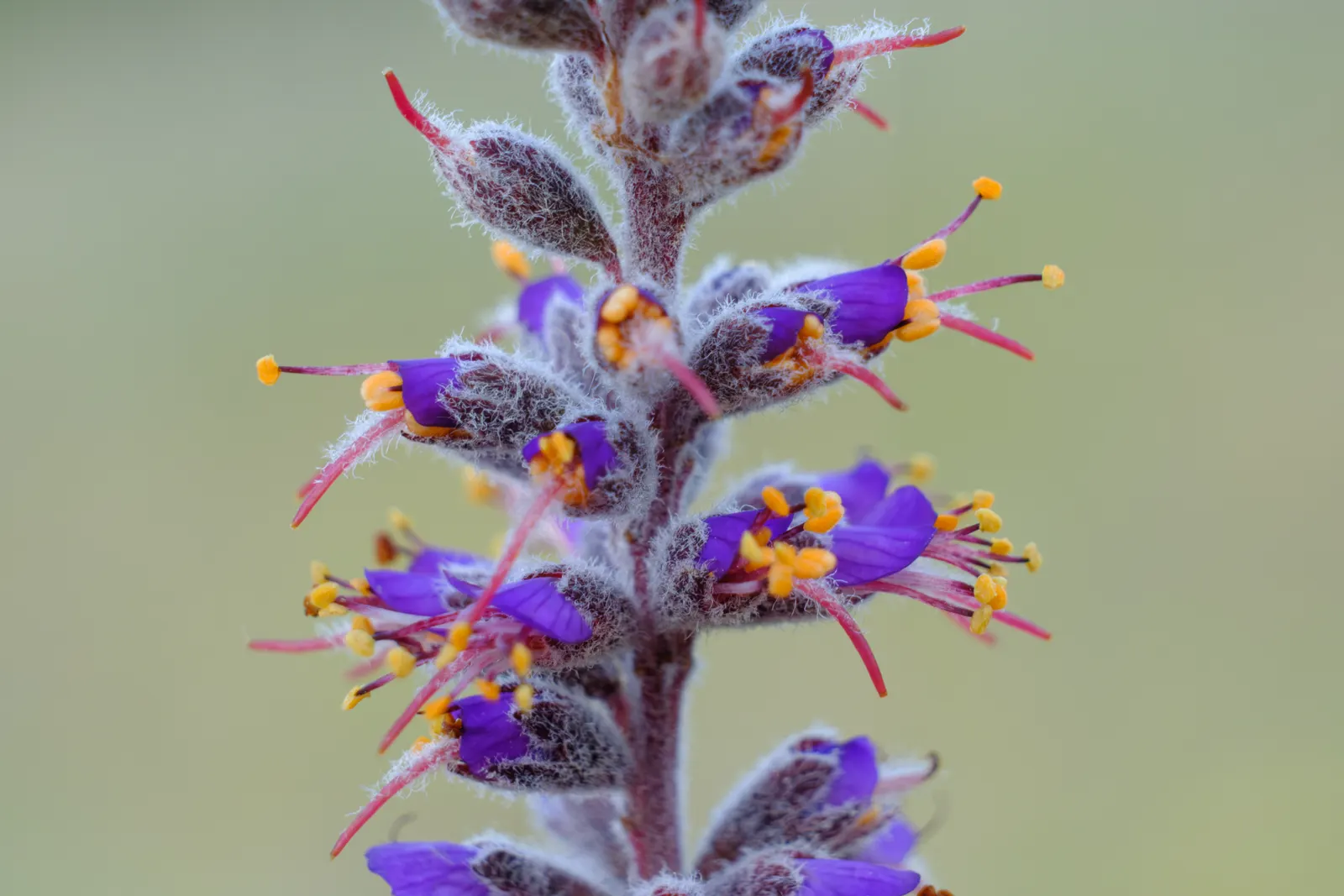 Lead Plant (Amorpha Canescens) — Amorpha canescens, commonly known as Lead Plant, is a hardy, deciduous shrub native to North American prairies; it, image 53