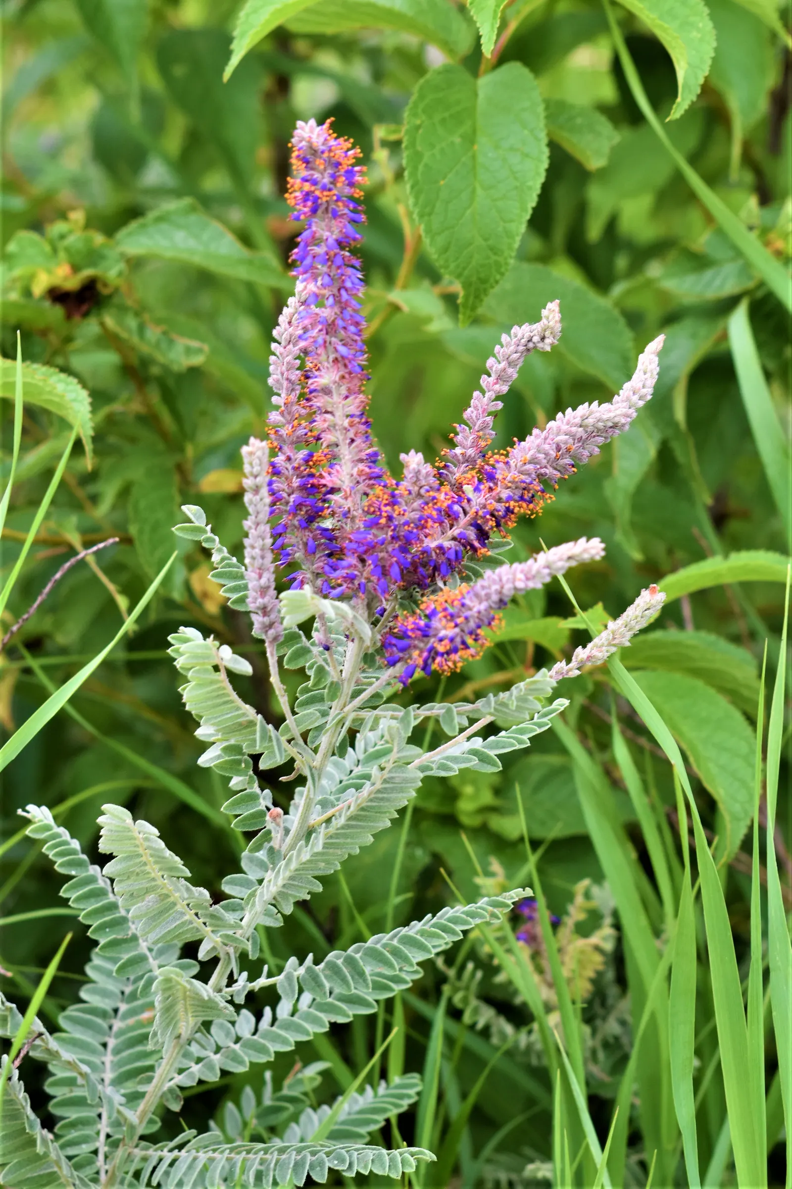 Lead Plant (Amorpha Canescens) — shrub for full or half; native North American species that offers seasonal interest and supports local wildlife
