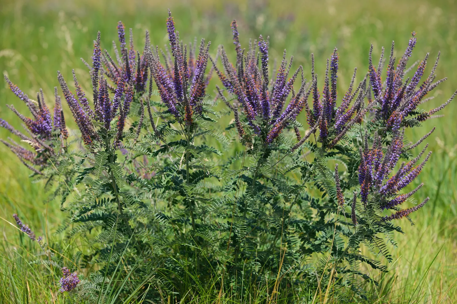 Lead Plant (Amorpha Canescens) — creating a cloud of vibrant color that can attract pollinators such as bees and butterflies