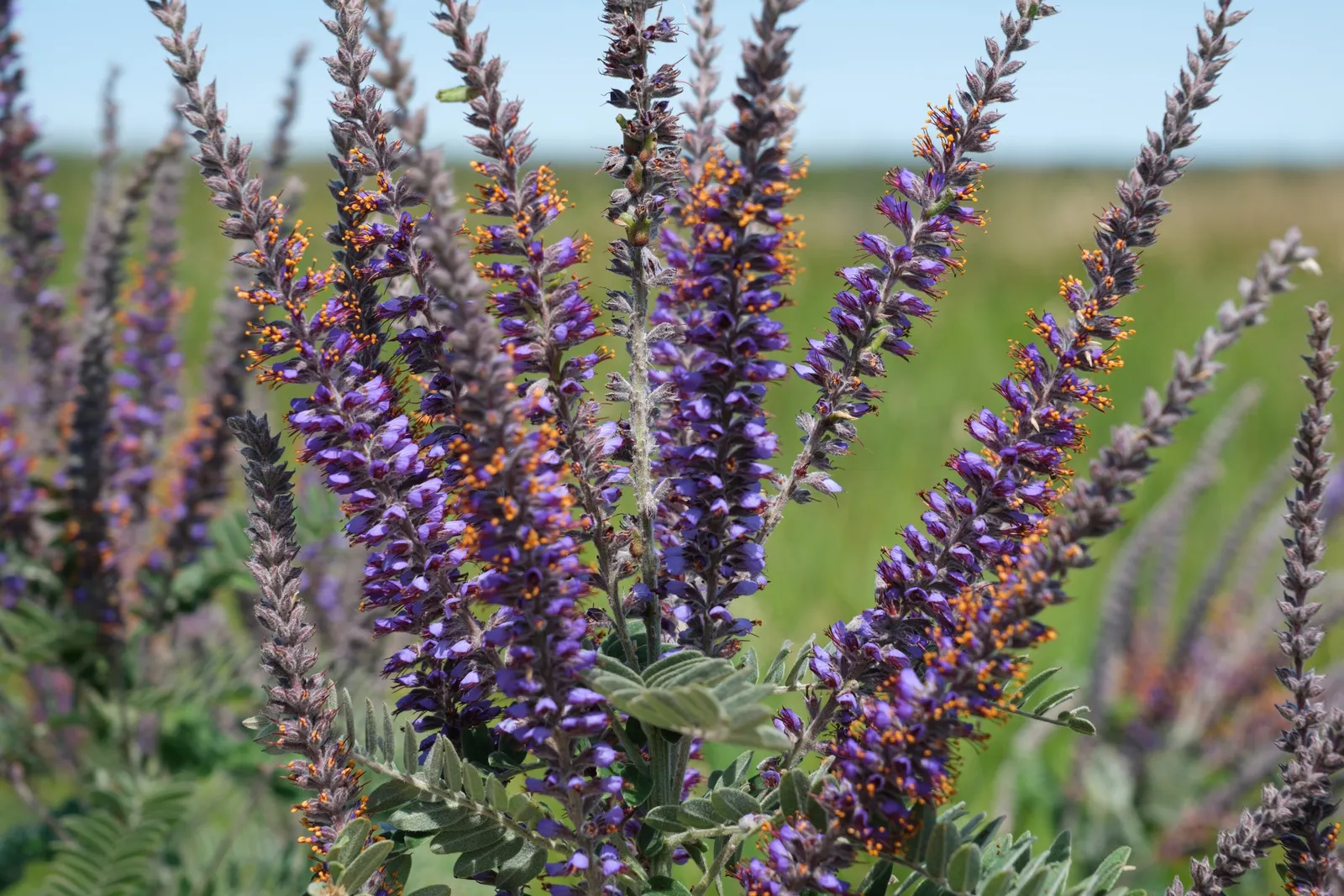 Lead Plant (Amorpha Canescens) — shrub for full or half