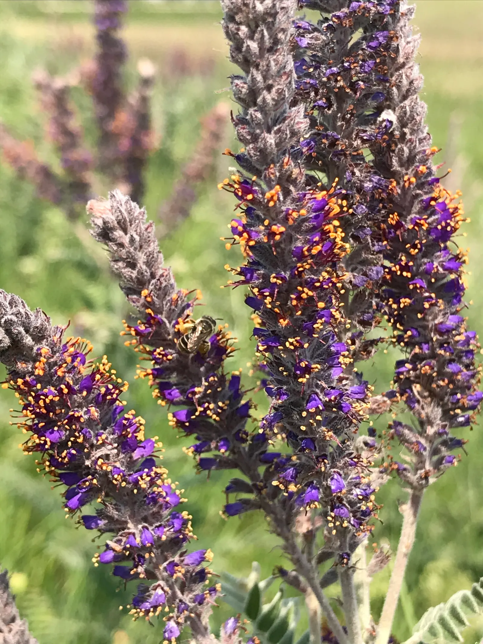 Lead Plant (Amorpha Canescens) — It boasts a striking silvery-gray foliage due to fine hairs covering its compound leaves; this hardy perennial shrub reaches