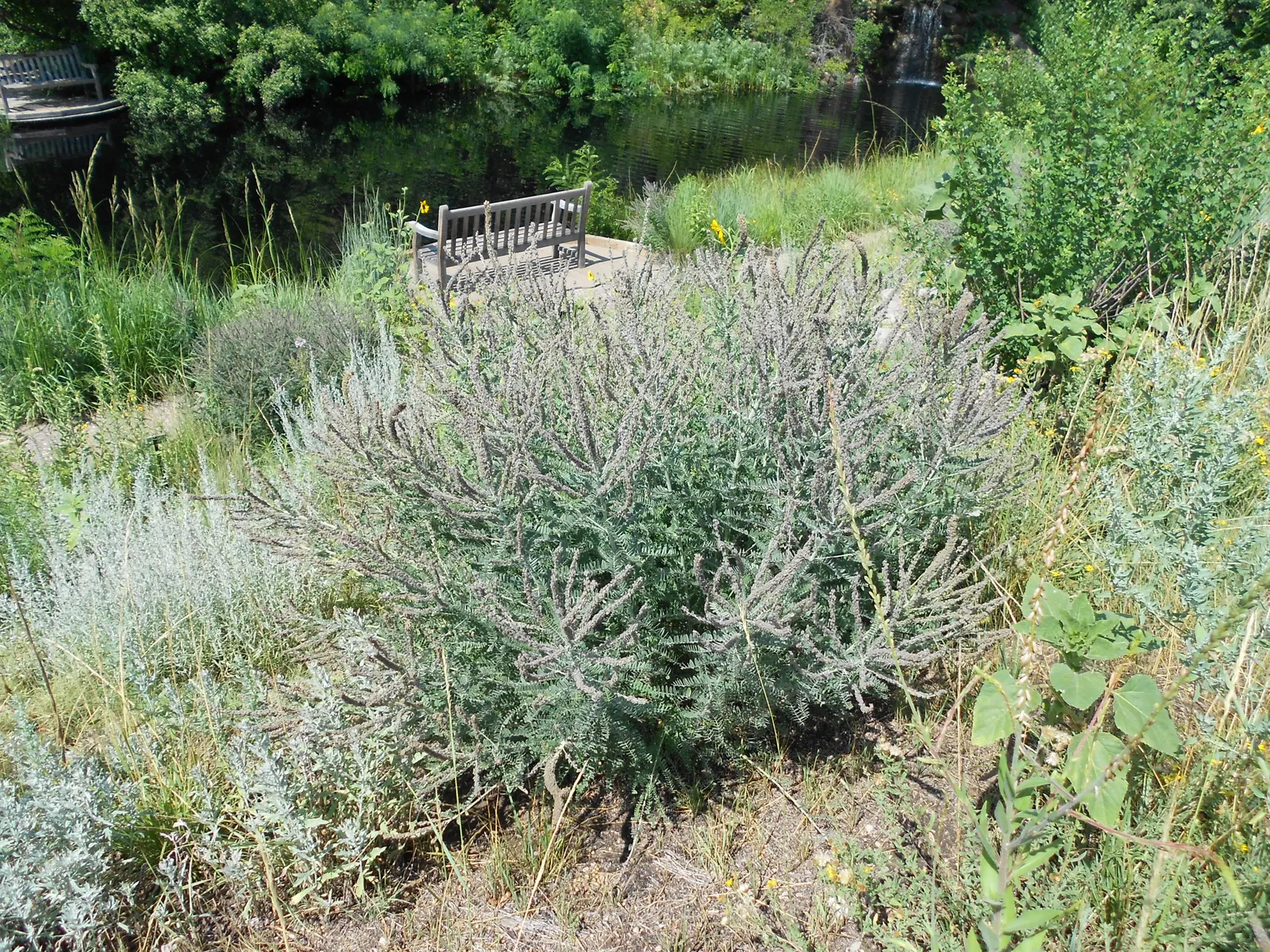 Lead Plant (Amorpha Canescens) — It attracts pollinators while providing erosion control and seasonal interest