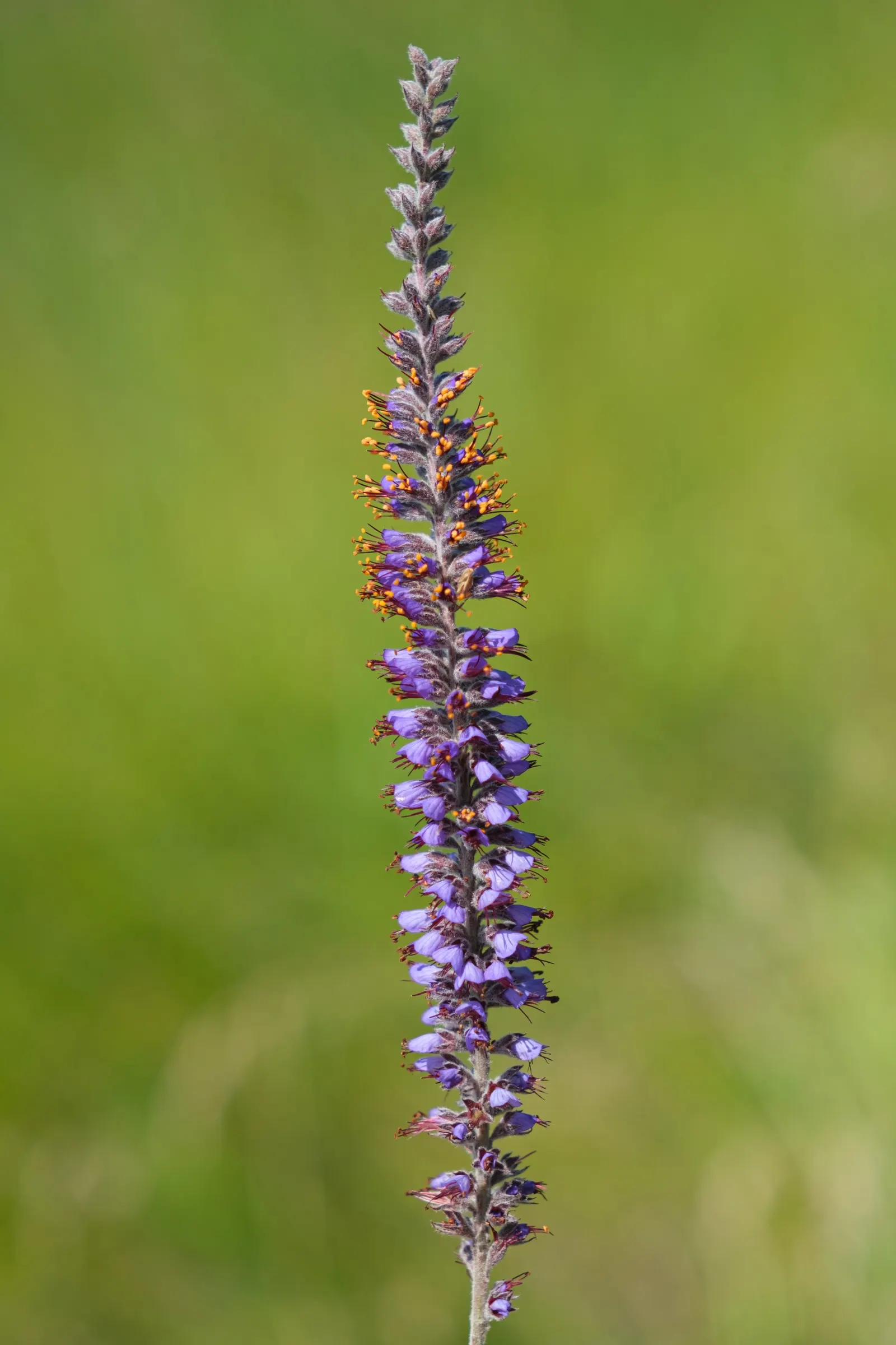 Lead Plant (Amorpha Canescens) — It attracts pollinators while providing erosion control and seasonal interest; shrub with blue and gold and multi-colored and
