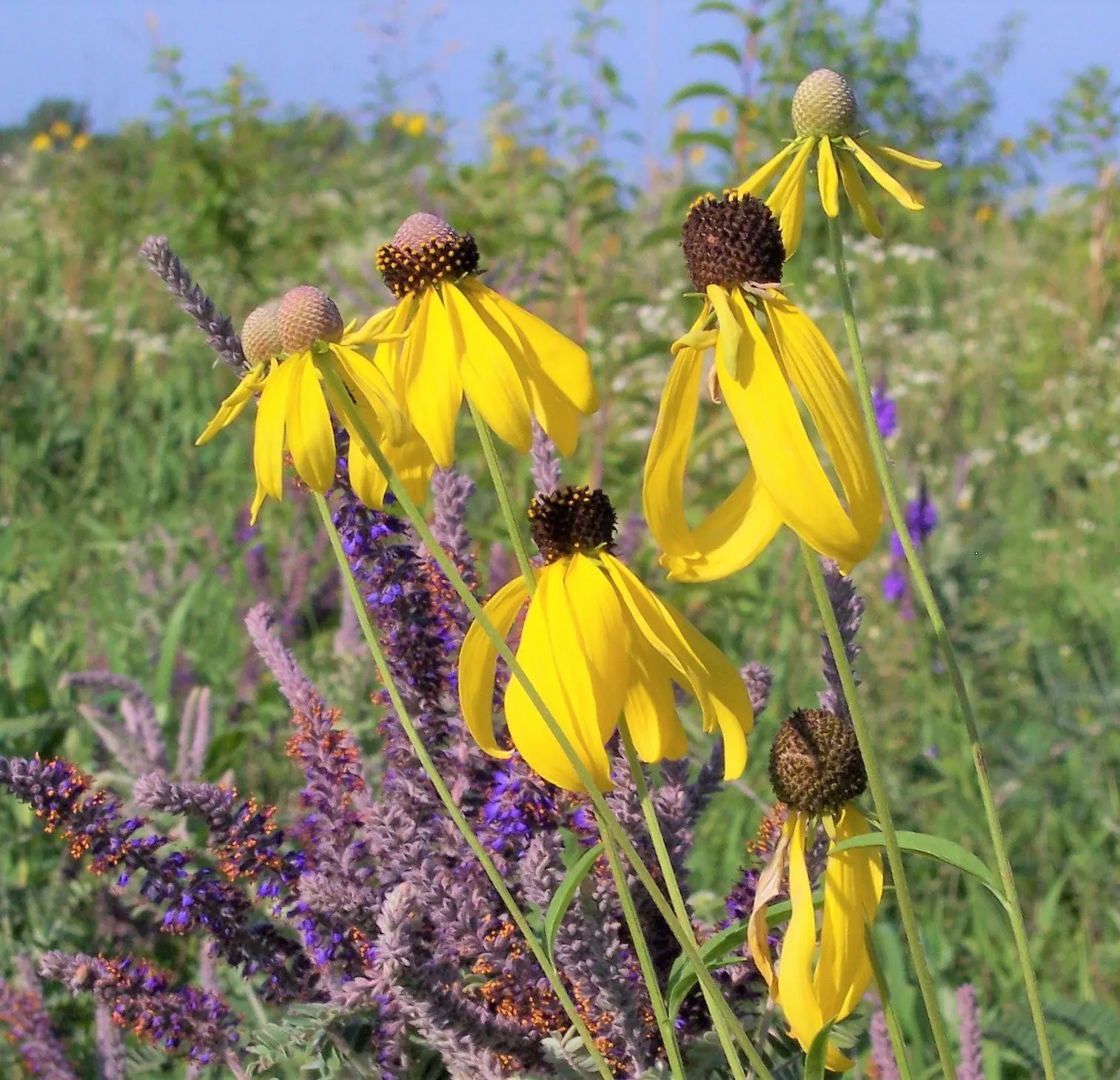 Lead Plant (Amorpha Canescens) — scientifically known as Amorpha canescens; is a captivating addition to any landscape design, image 57
