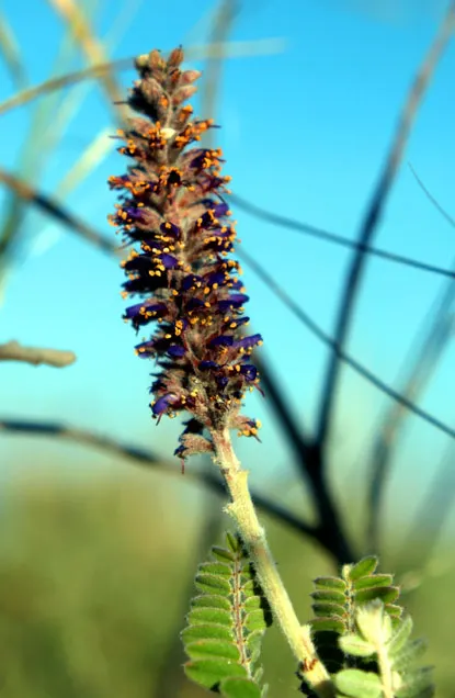 Lead Plant (Amorpha Canescens) — Amorpha canescens prefers full sun to partial shade and is tolerant of drought conditions once established