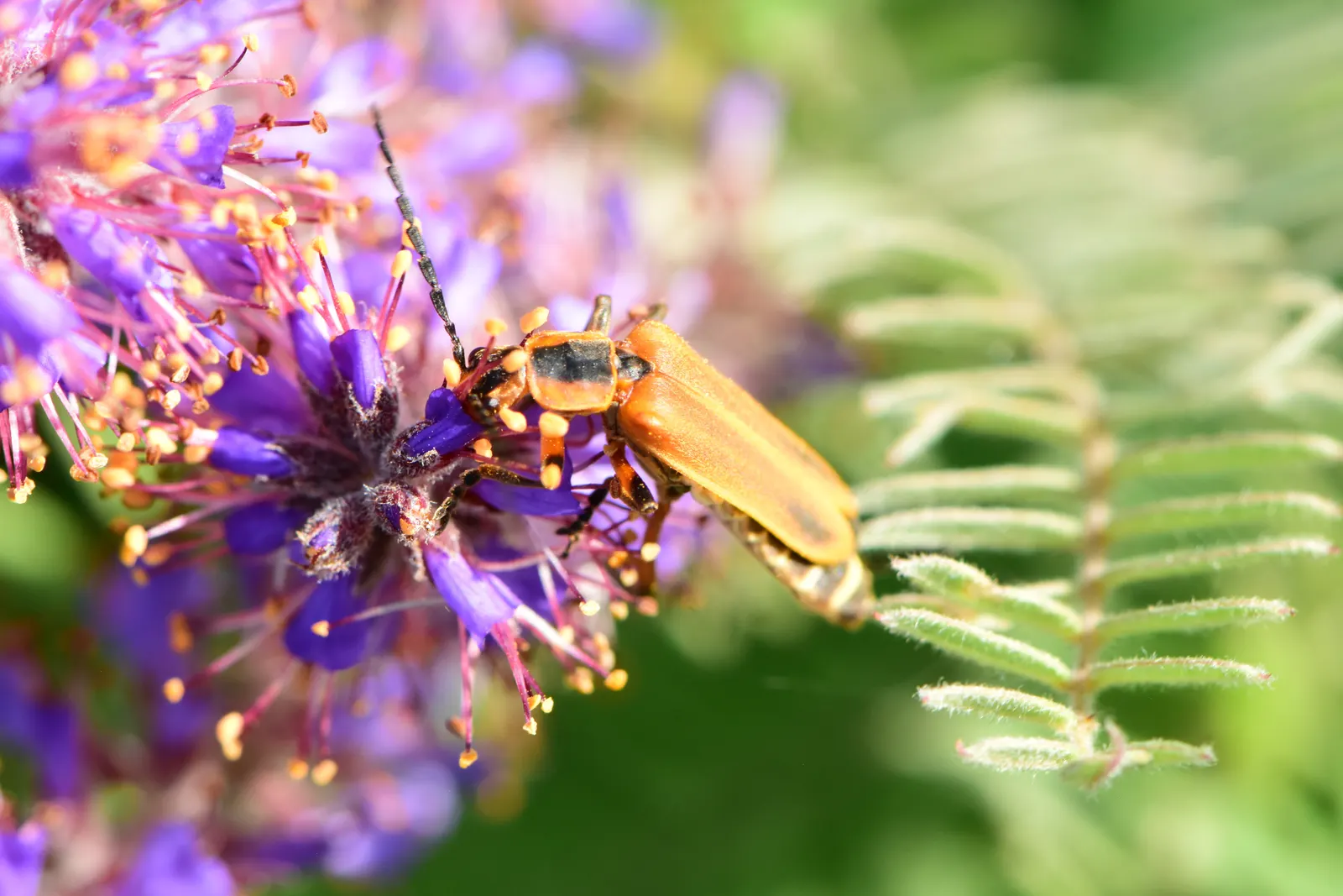 Lead Plant (Amorpha Canescens) — adding a vertical dimension to the plant's bushy silhouette.<br><br>Well-adapted to a wide range of soil types; scientifically