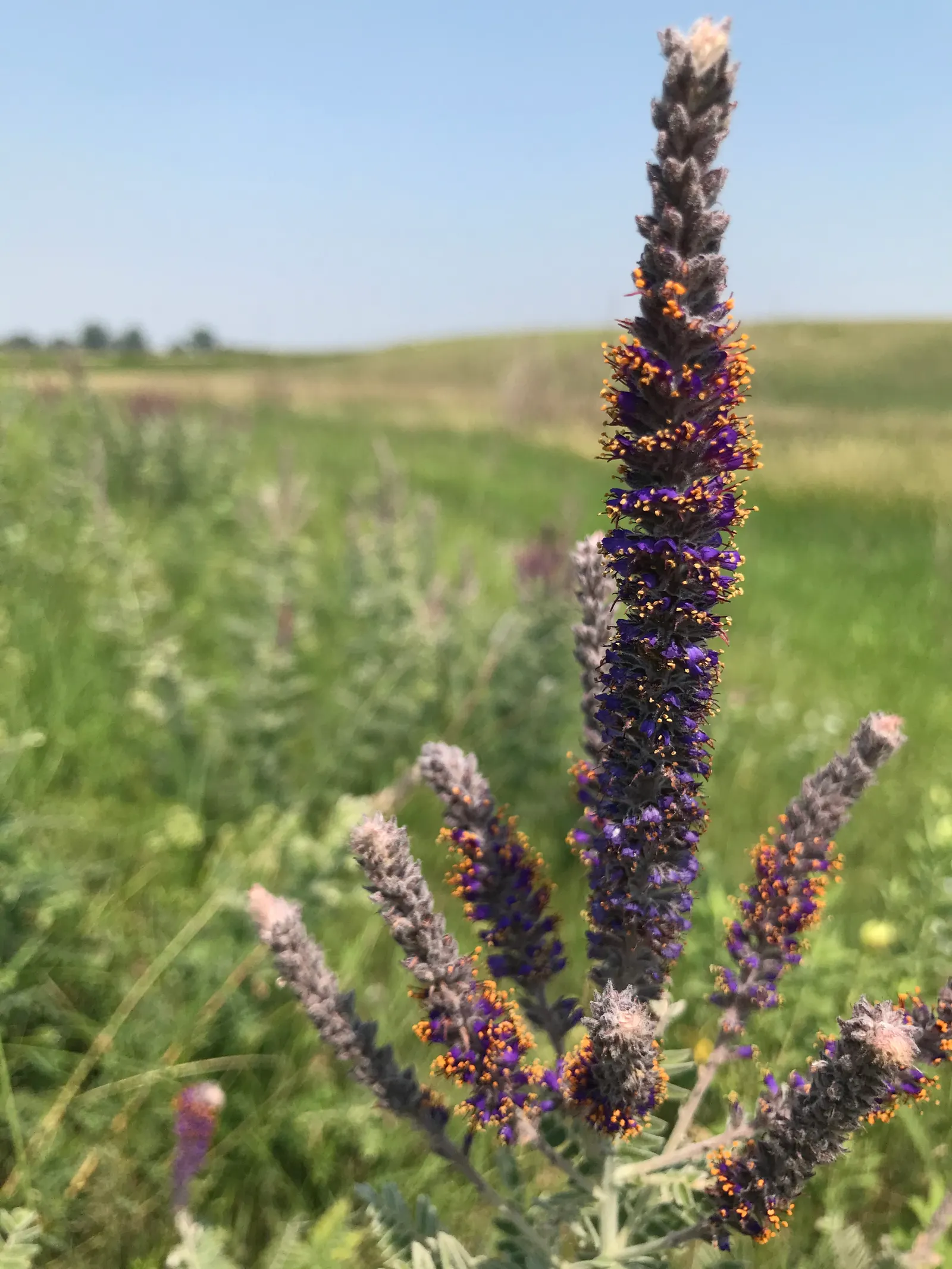 Lead Plant (Amorpha Canescens) — This hardy perennial shrub reaches heights of 1 to 3 feet and spreads equally as wide; amorpha canescens, commonly, image 60