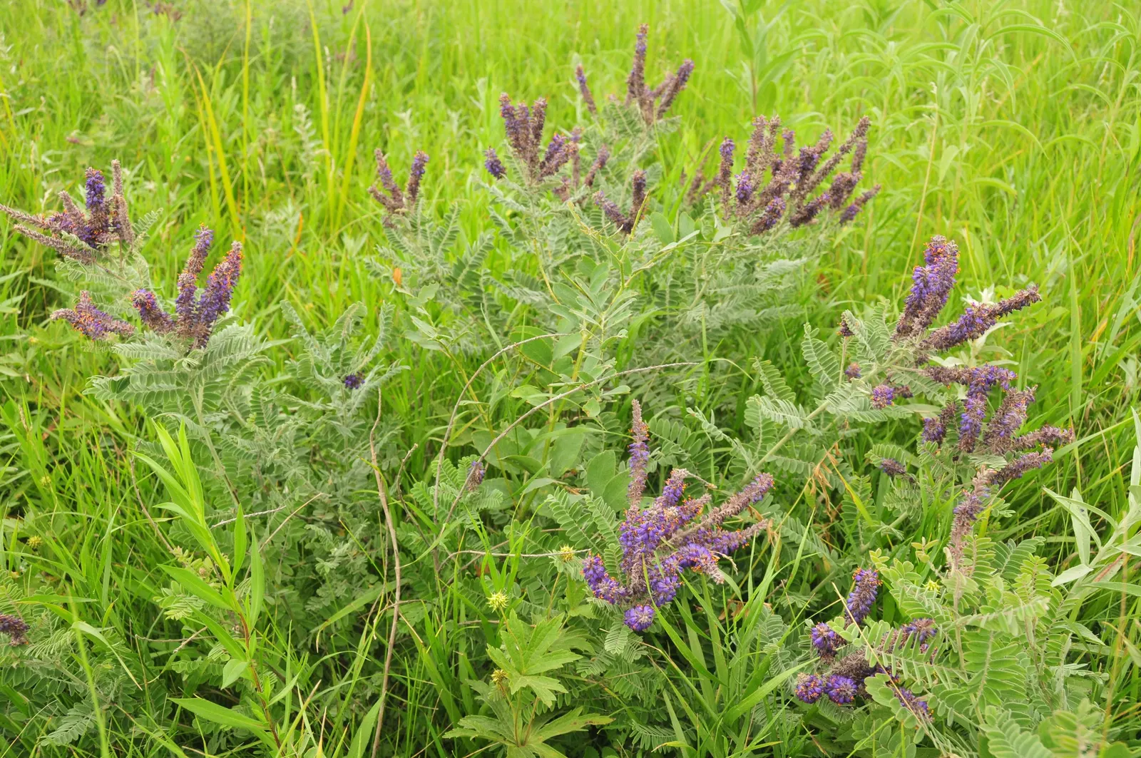 Lead Plant (Amorpha Canescens) — adding a vertical dimension to the plant's bushy silhouette.<br><br>Well-adapted to a wide range of soil types
