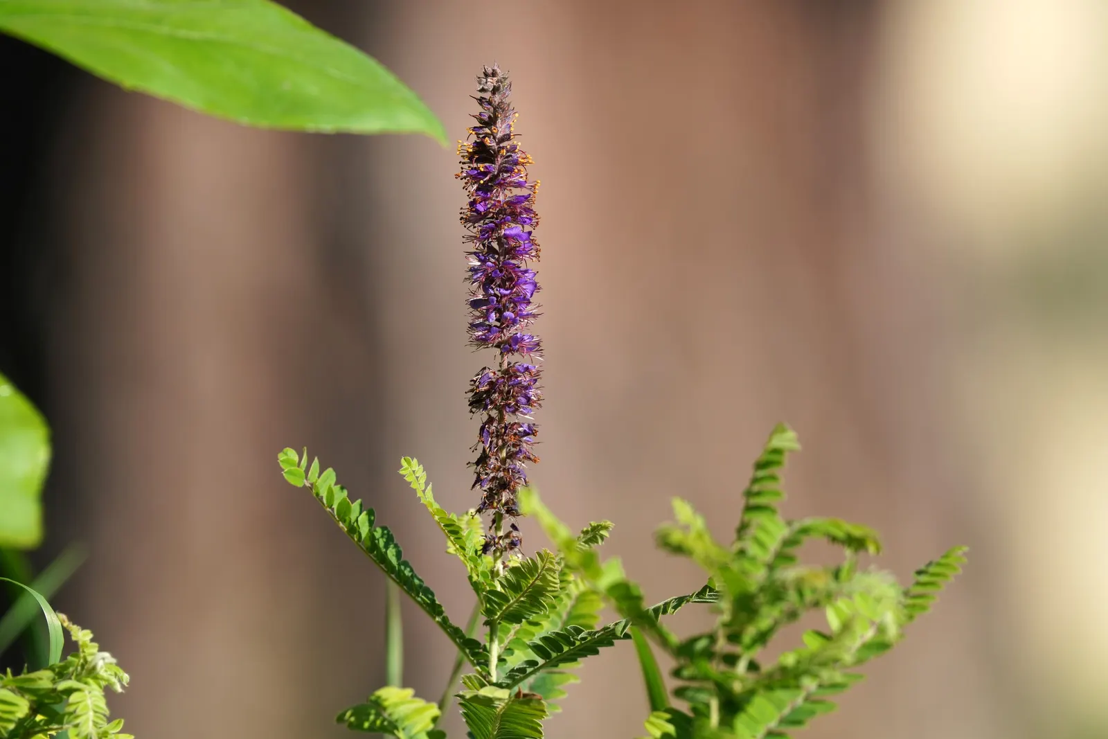 Lead Plant (Amorpha Canescens) — the Lead Plant produces showy spikes of tiny; adaptable to various soils, it's drought-tolerant and ideal for xeriscaping