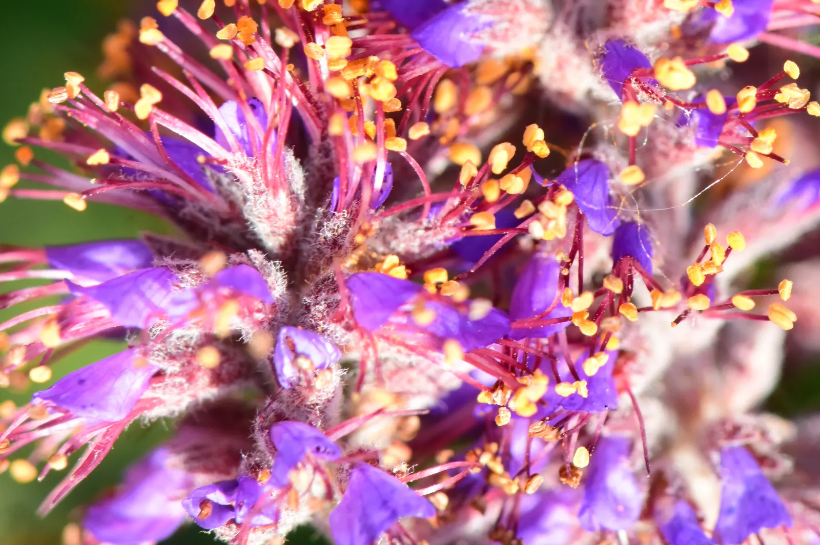 Lead Plant (Amorpha Canescens) — native North American species that offers seasonal interest and supports local wildlife