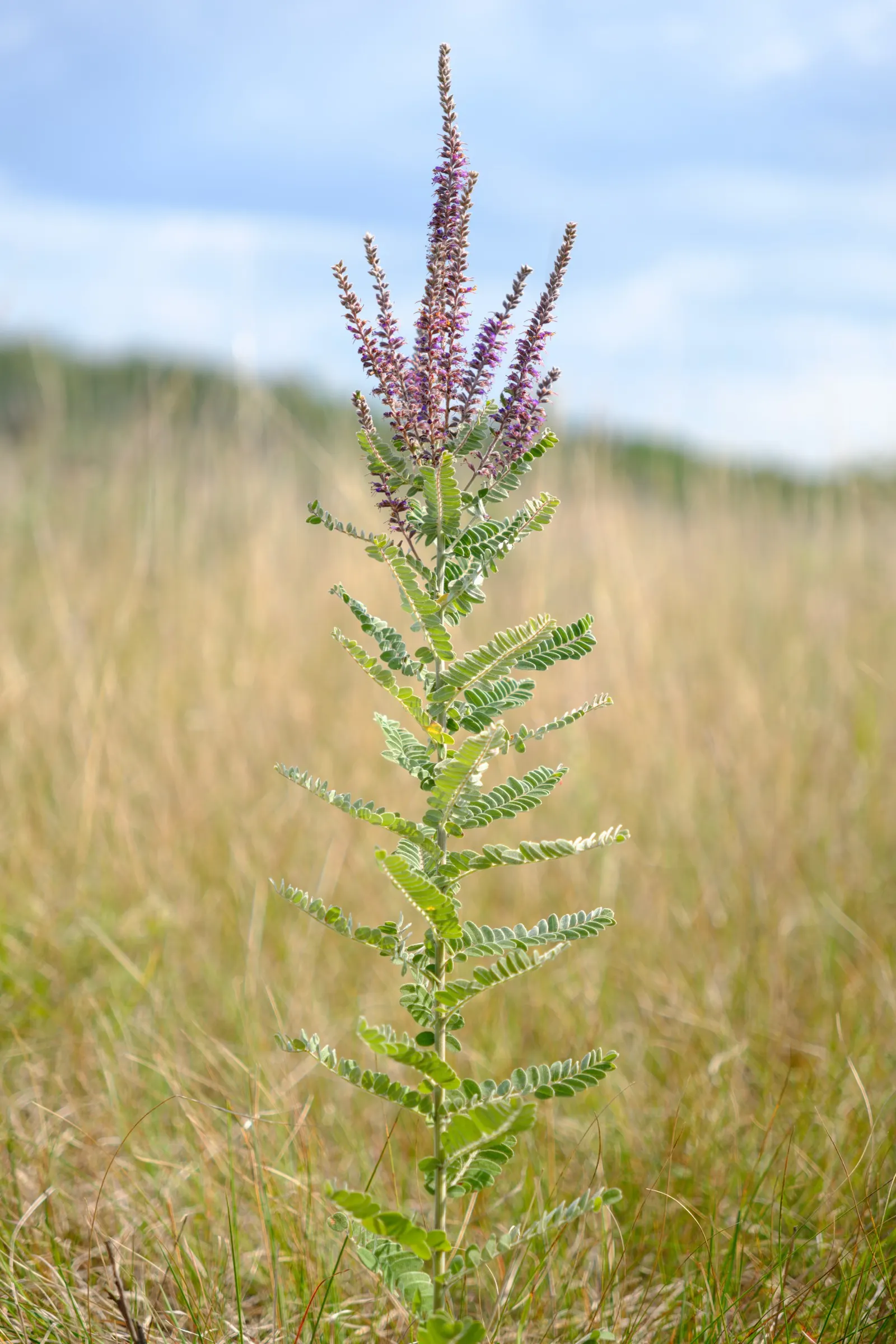 Lead Plant (Amorpha Canescens) — is a captivating addition to any landscape design; iridescent purple flowers with golden-orange anthers that rise above the