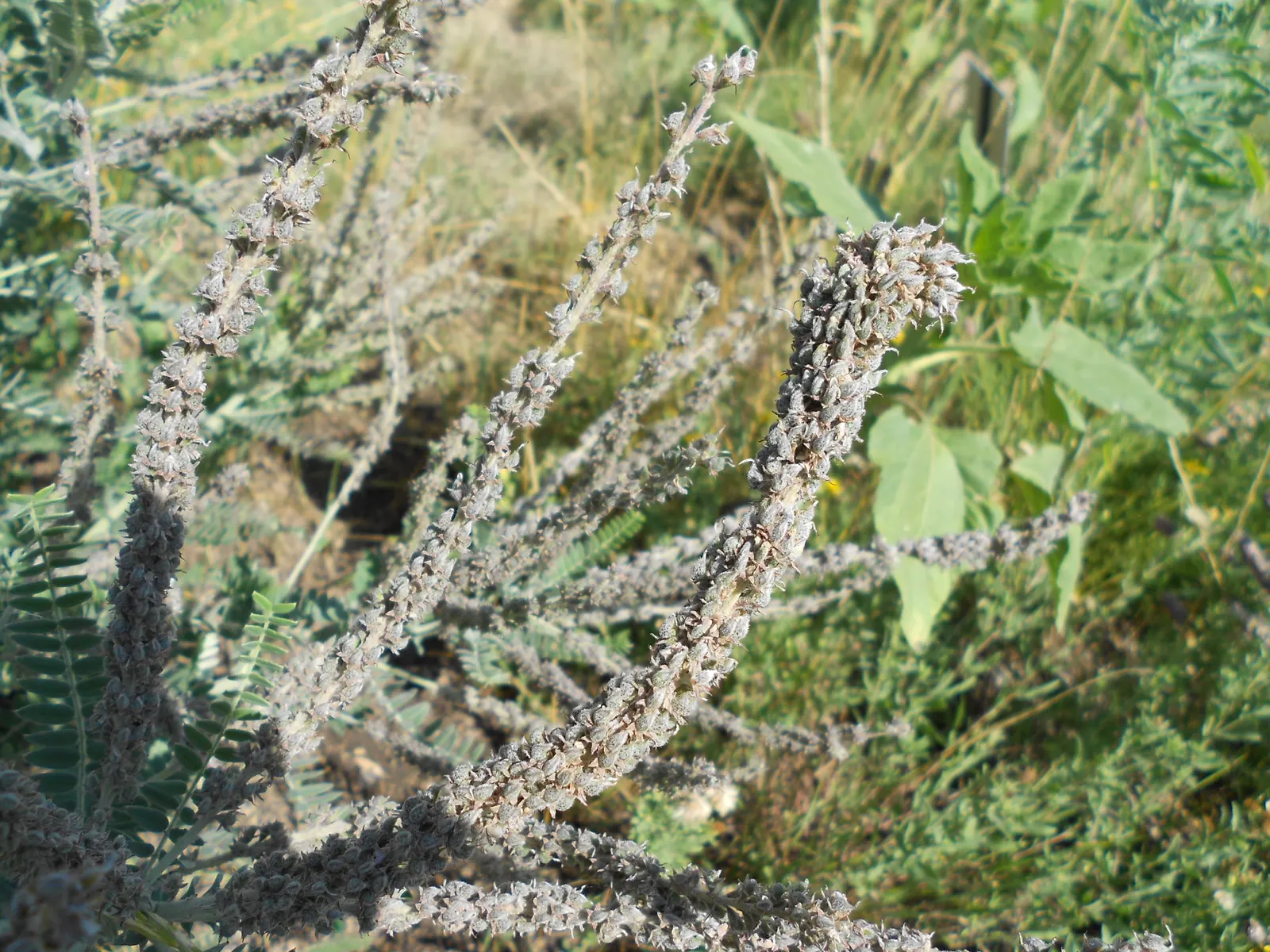 Lead Plant (Amorpha Canescens) — is a captivating addition to any landscape design